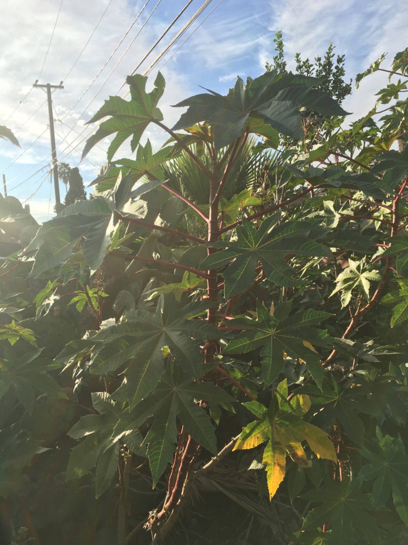 Castor Bean — photo 14