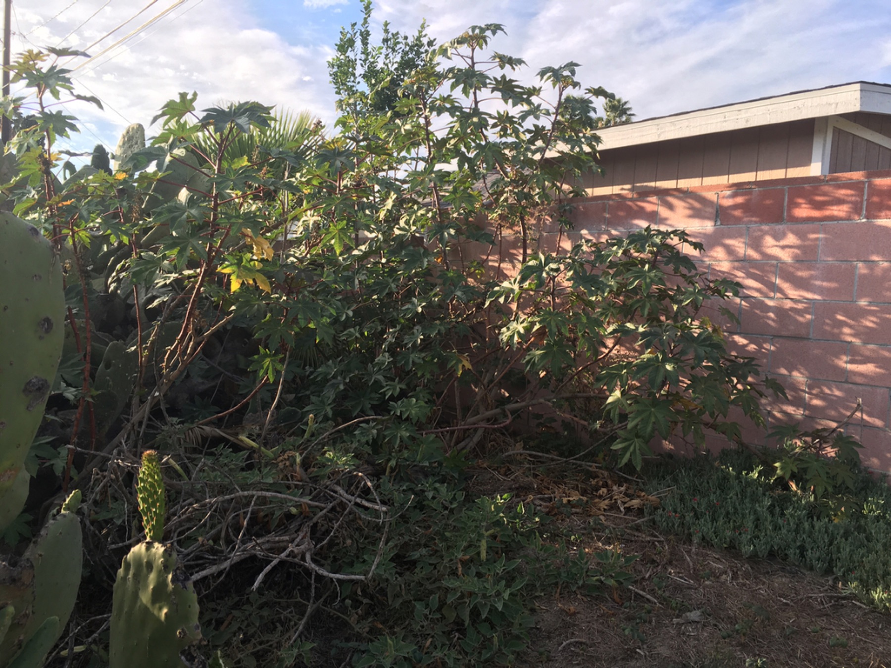 Castor Bean — photo 15