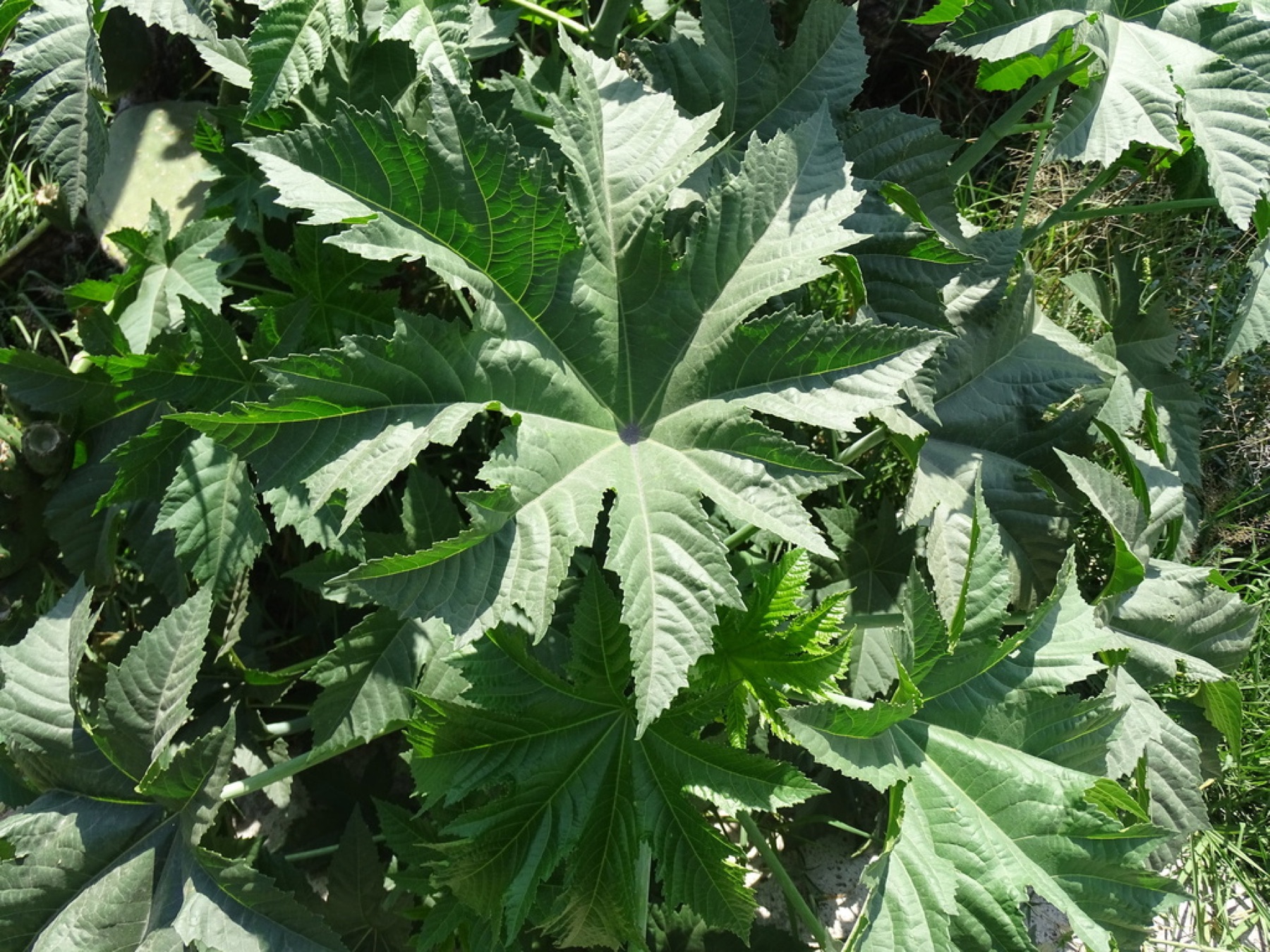 Castor Bean — photo 16