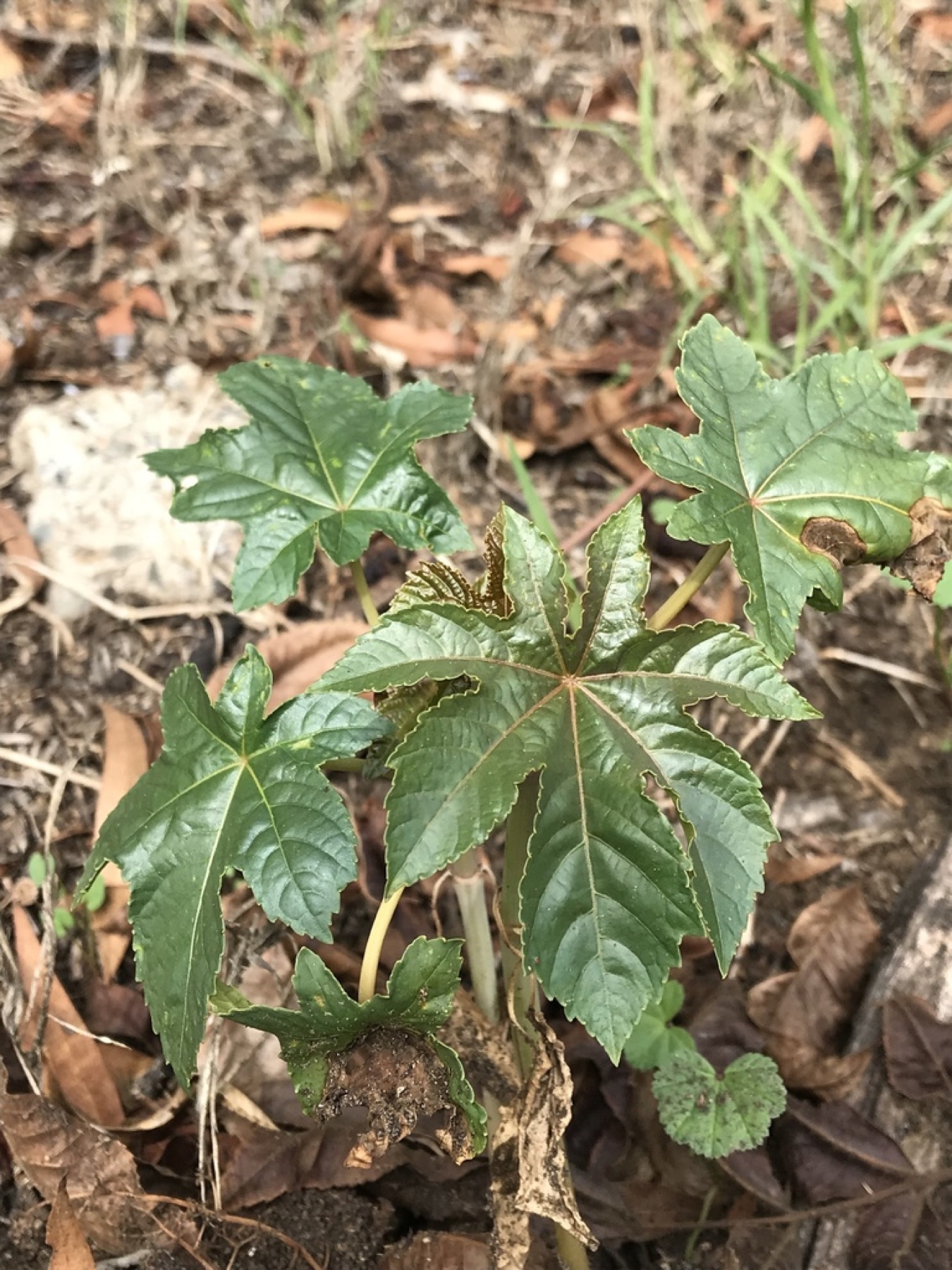 Castor Bean — photo 17