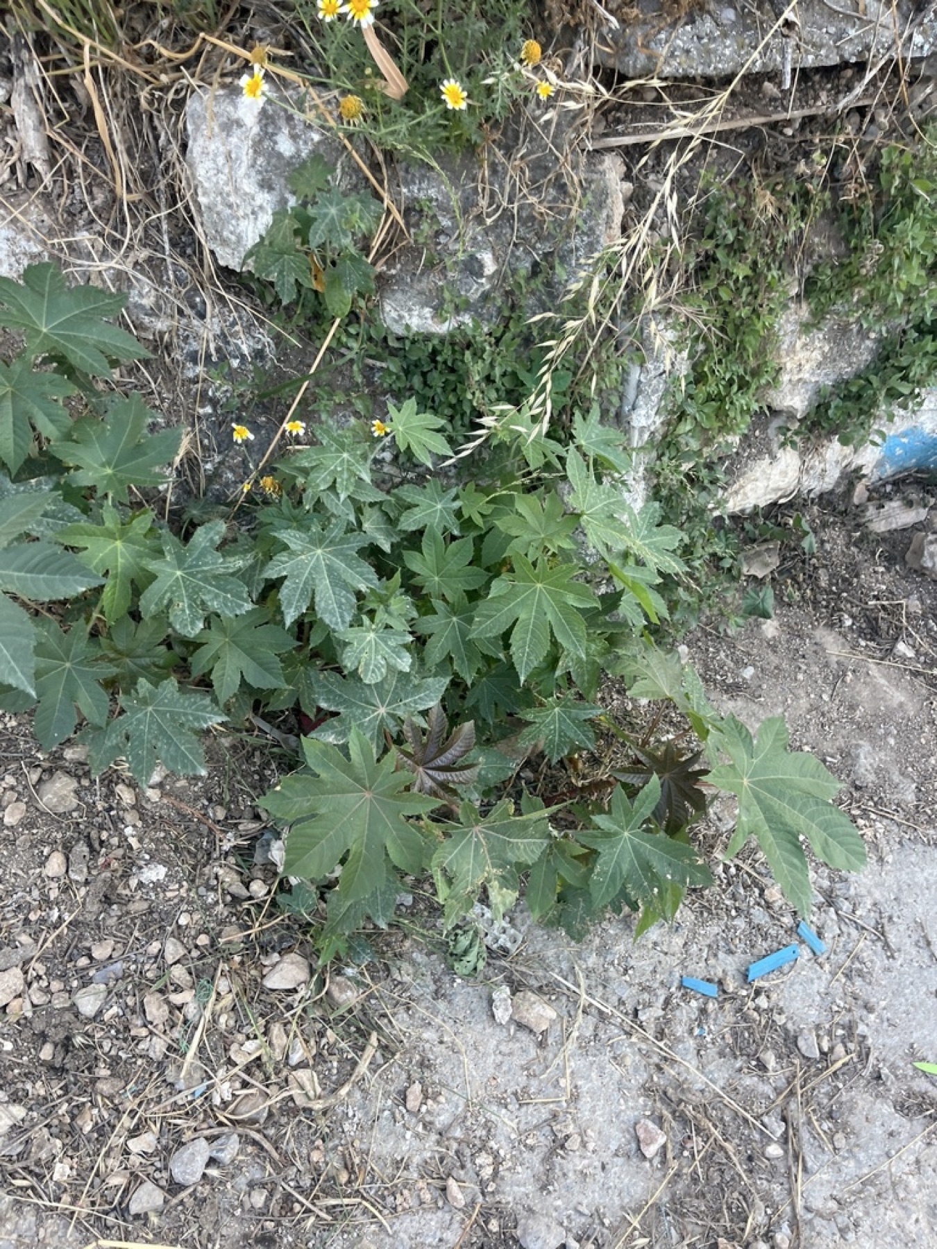 Castor Bean — photo 18