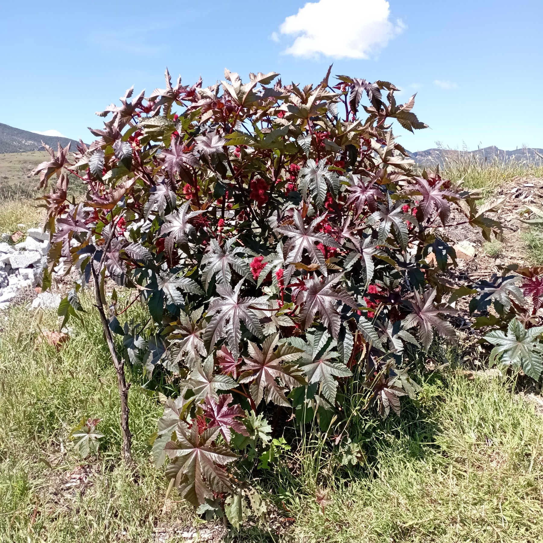 Castor Bean — photo 21