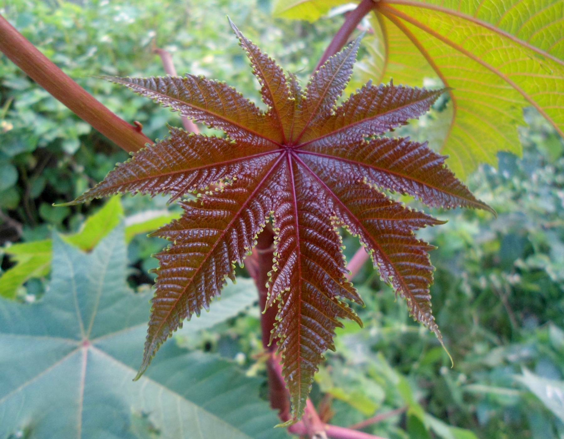 Castor Bean — photo 22