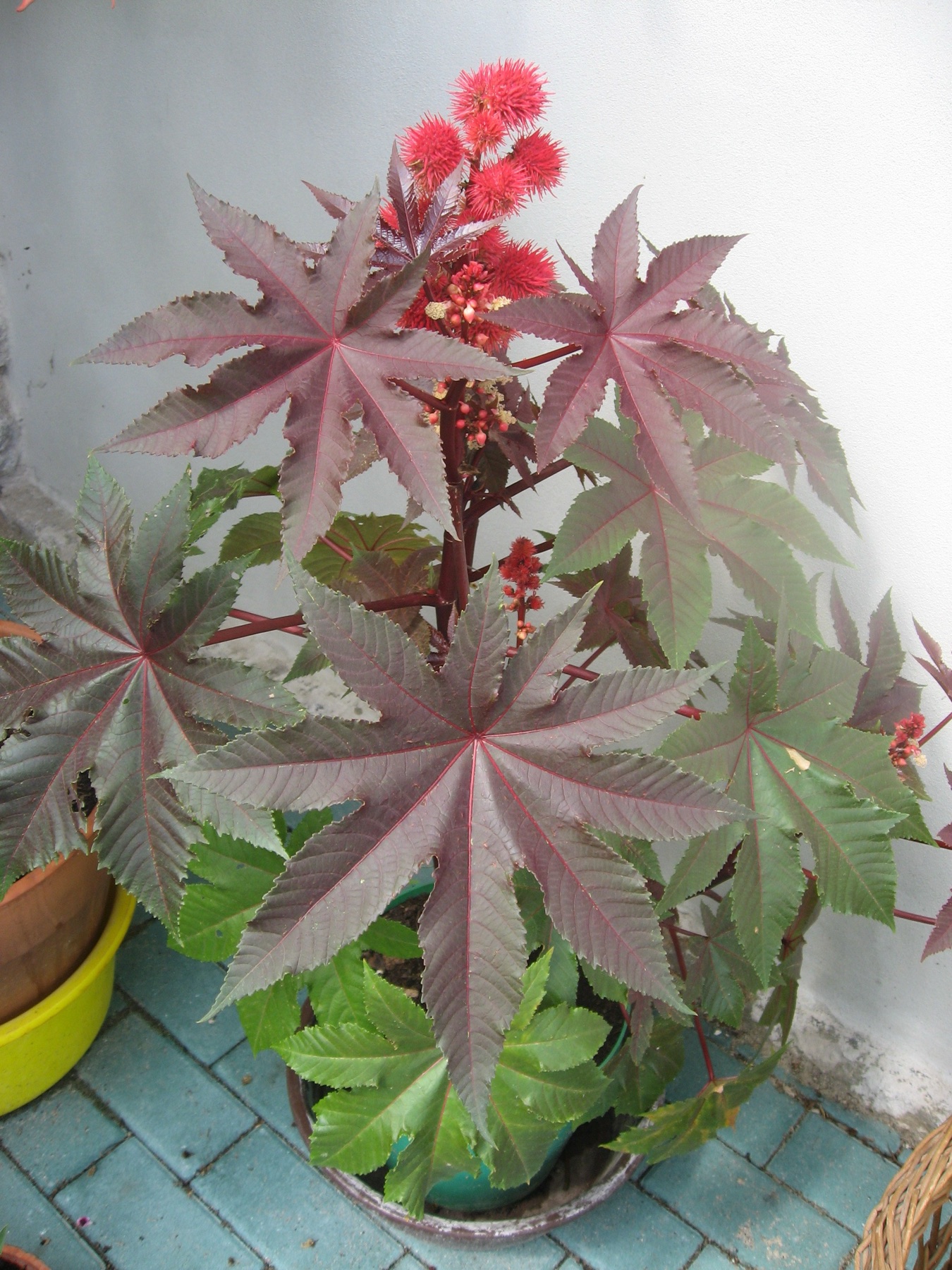 Castor Bean — photo 23