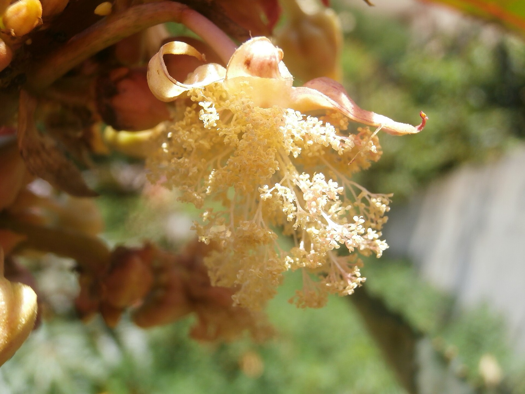 Castor Bean — photo 1