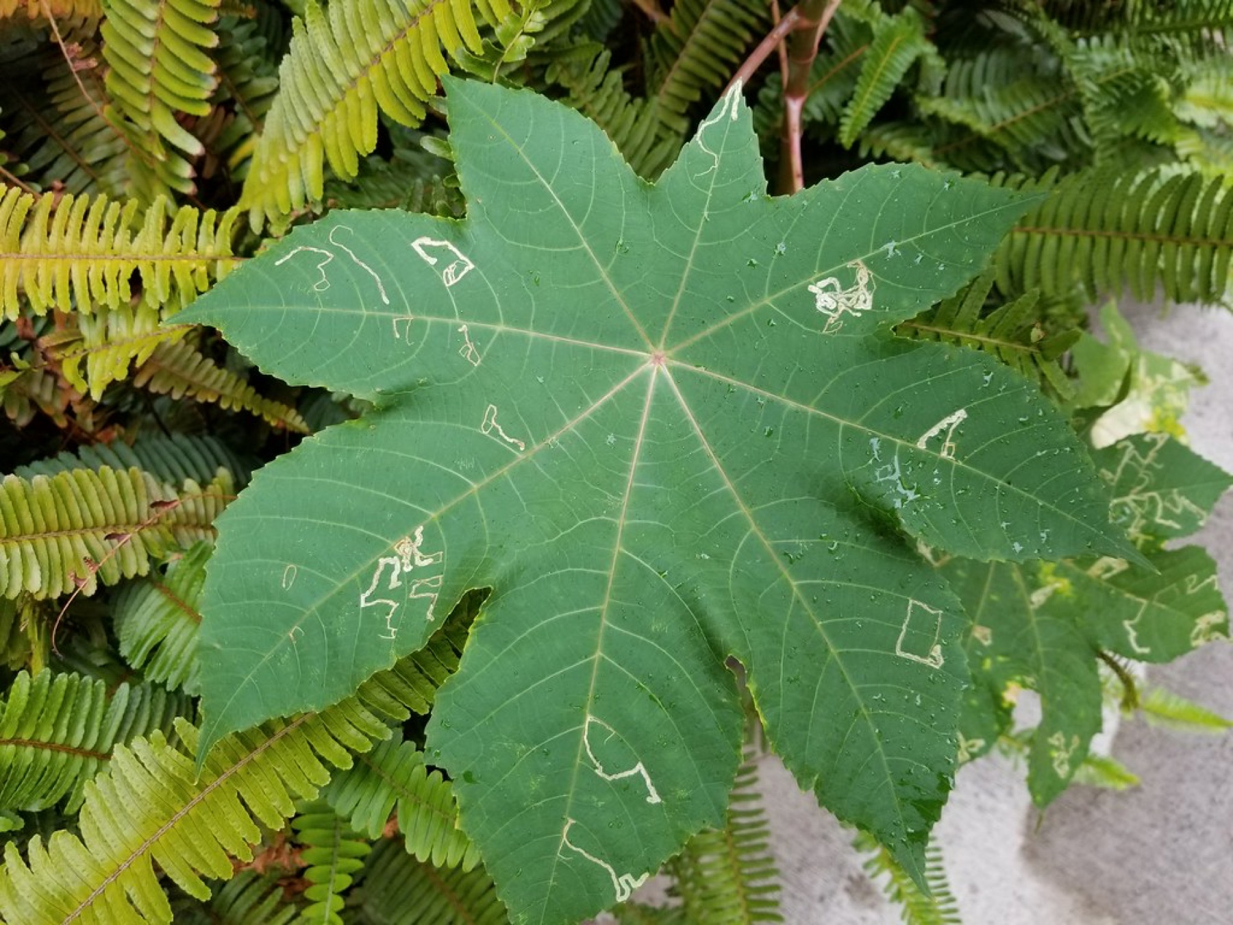 Castor Bean — photo 2