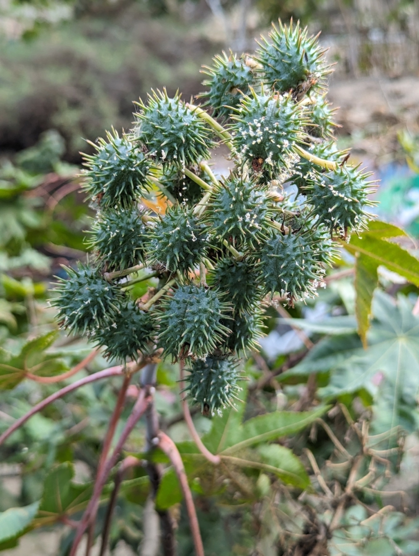 Castor Bean — photo 3