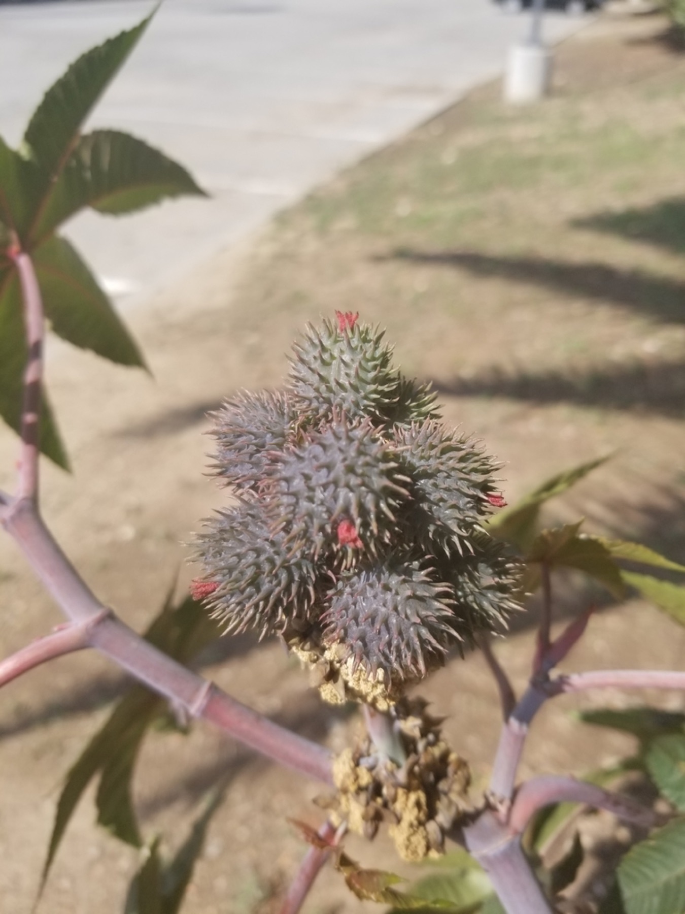 Castor Bean — photo 4