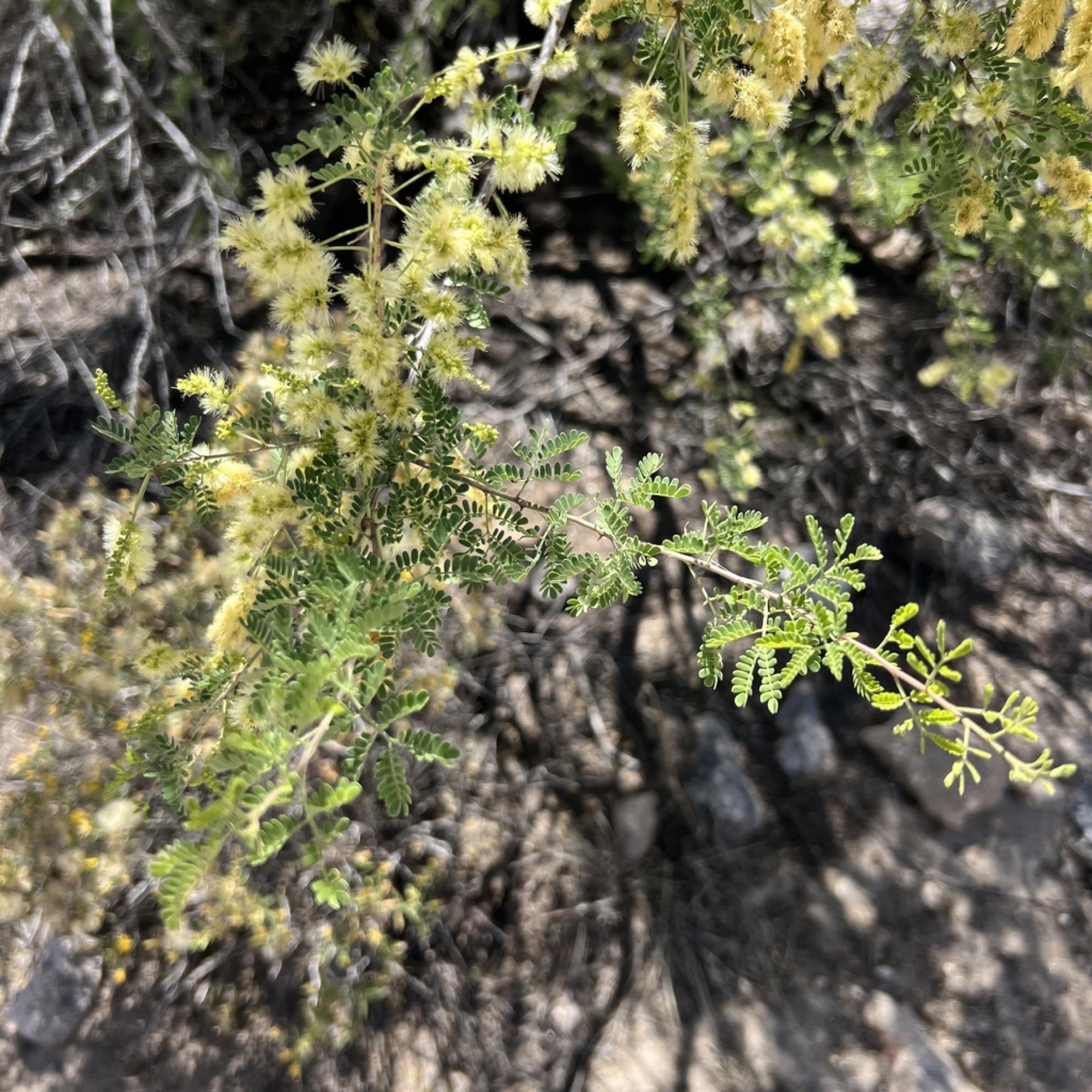 Catclaw Acacia — photo 6