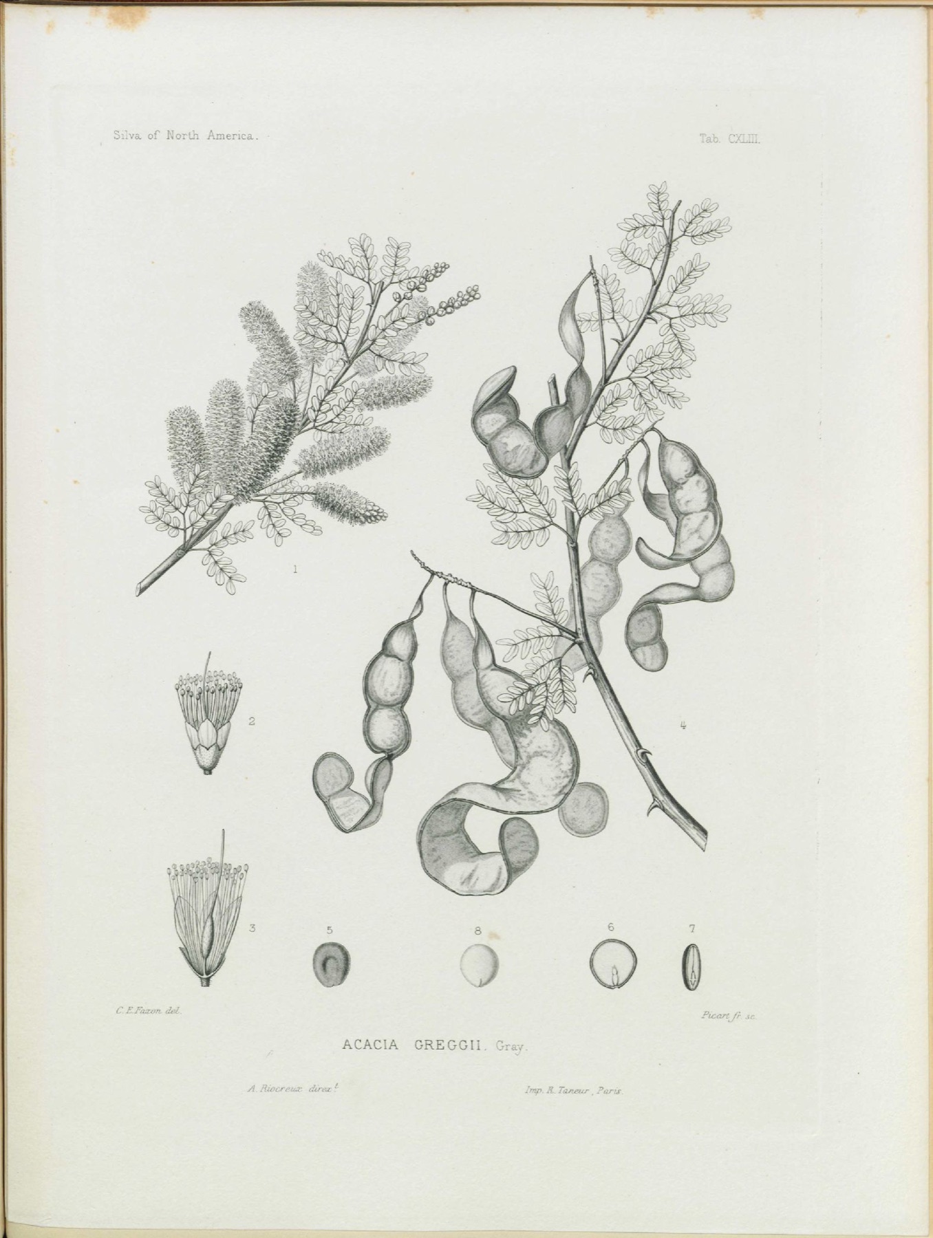 Catclaw Acacia — photo 7