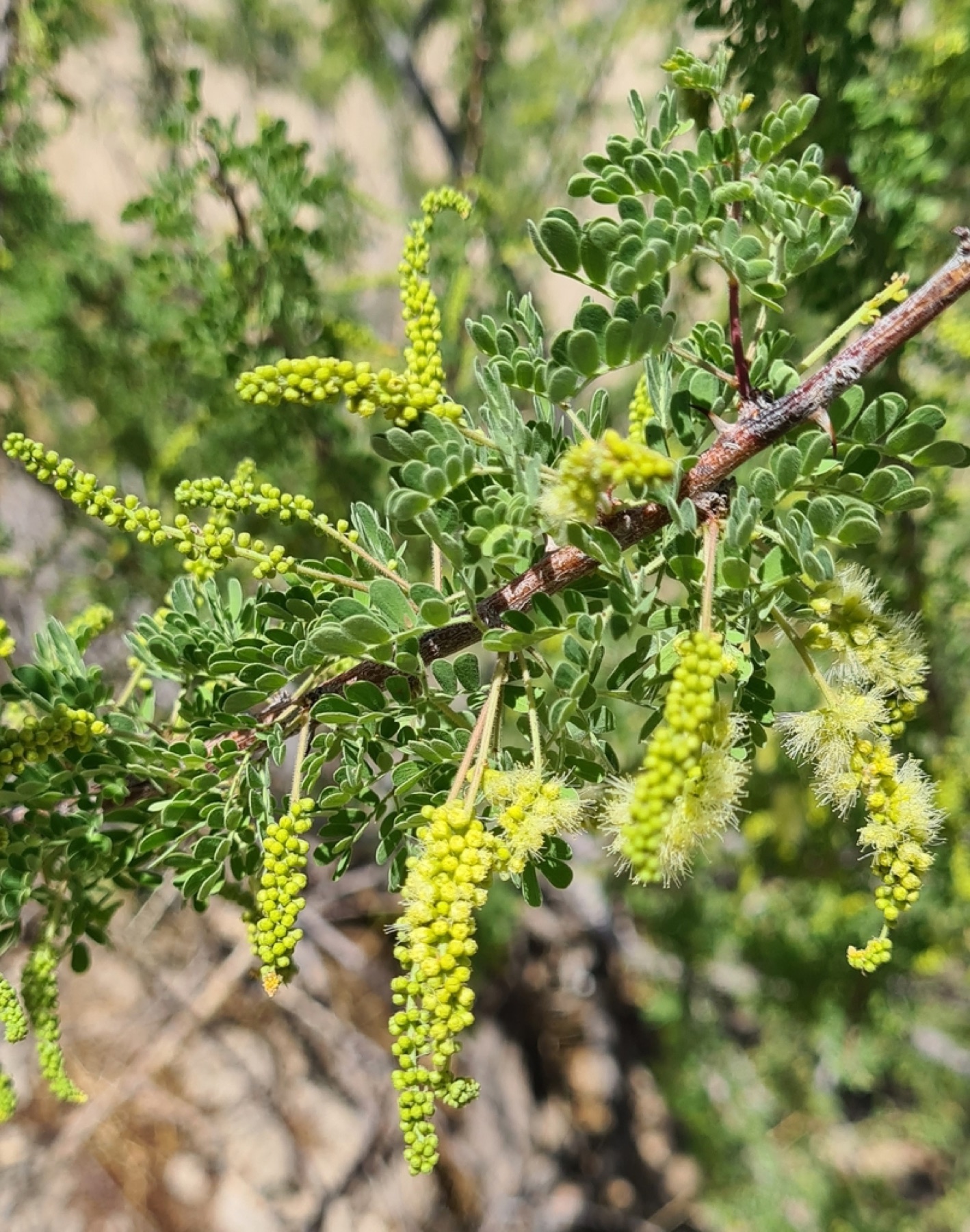 Catclaw Acacia — photo 8