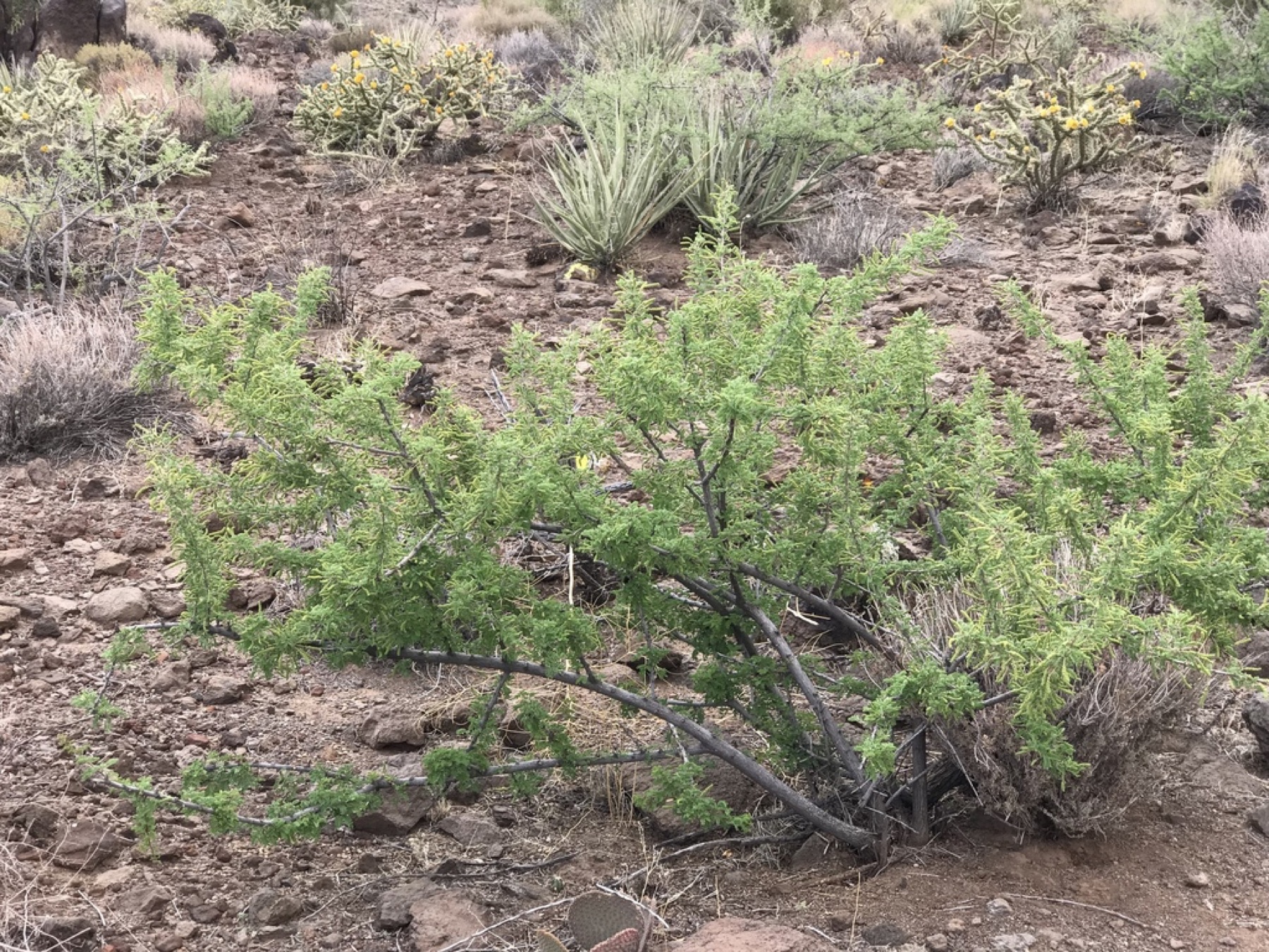 Catclaw Acacia — photo 9