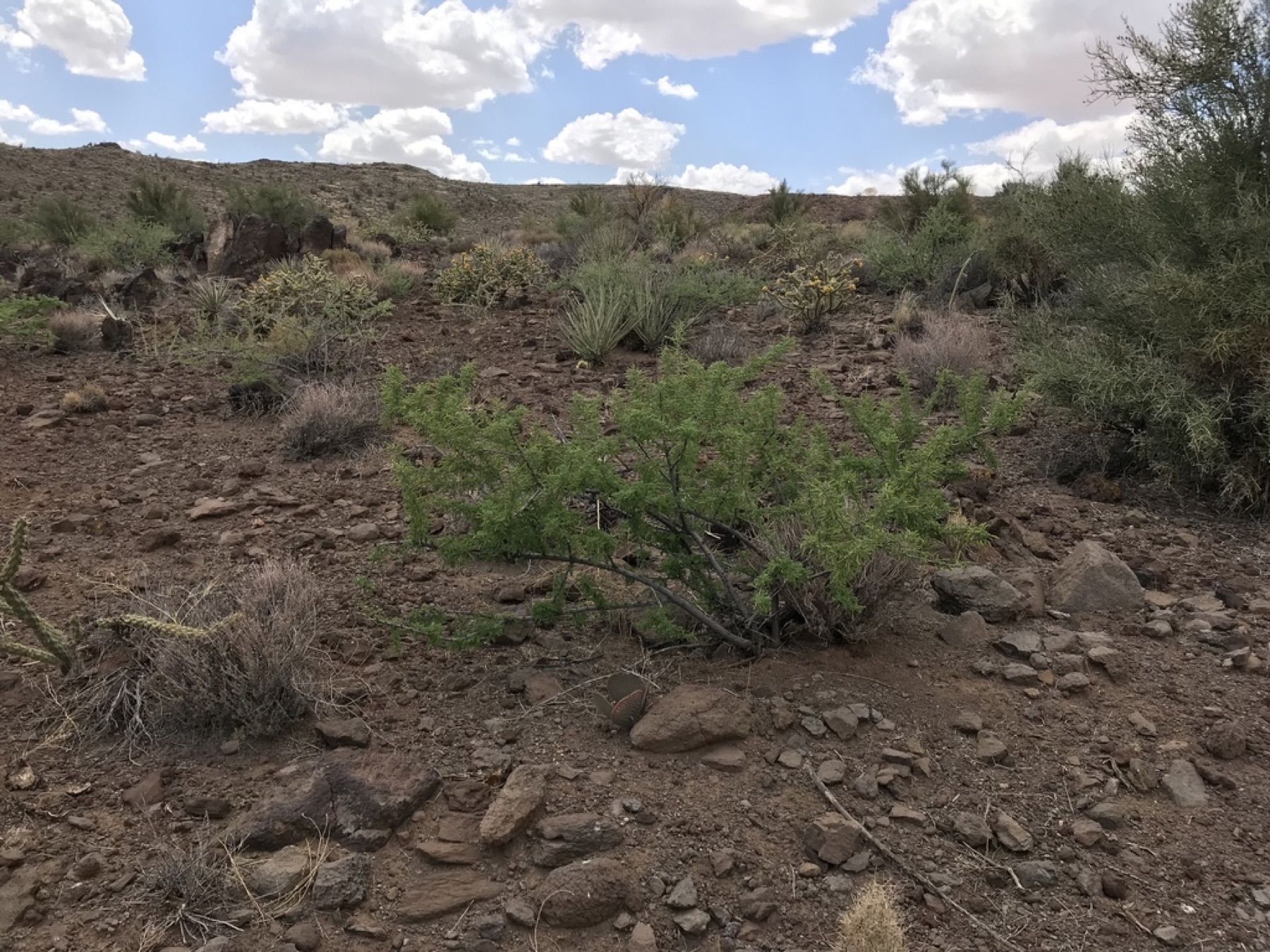 Catclaw Acacia — photo 10