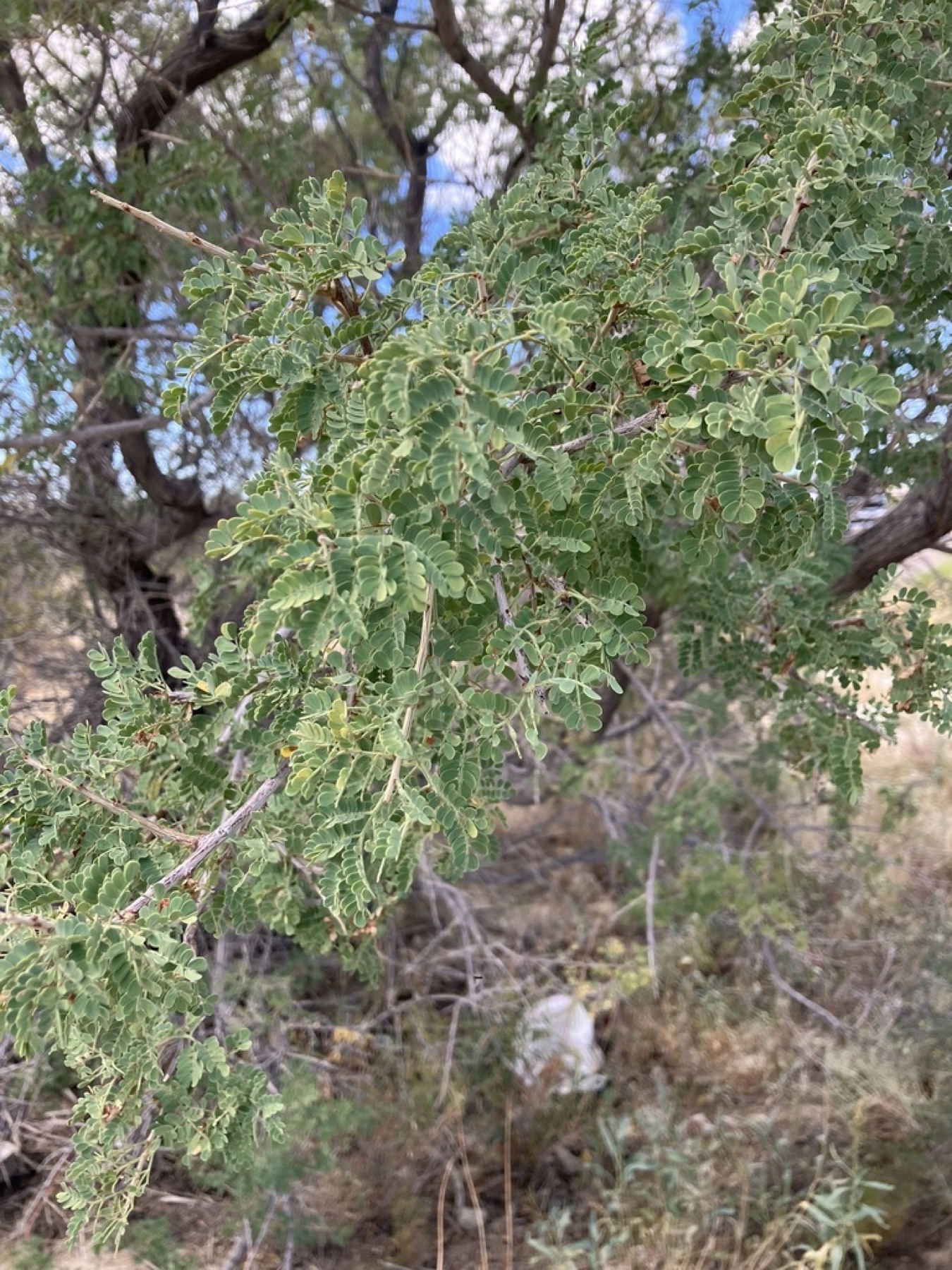 Catclaw Acacia — photo 11