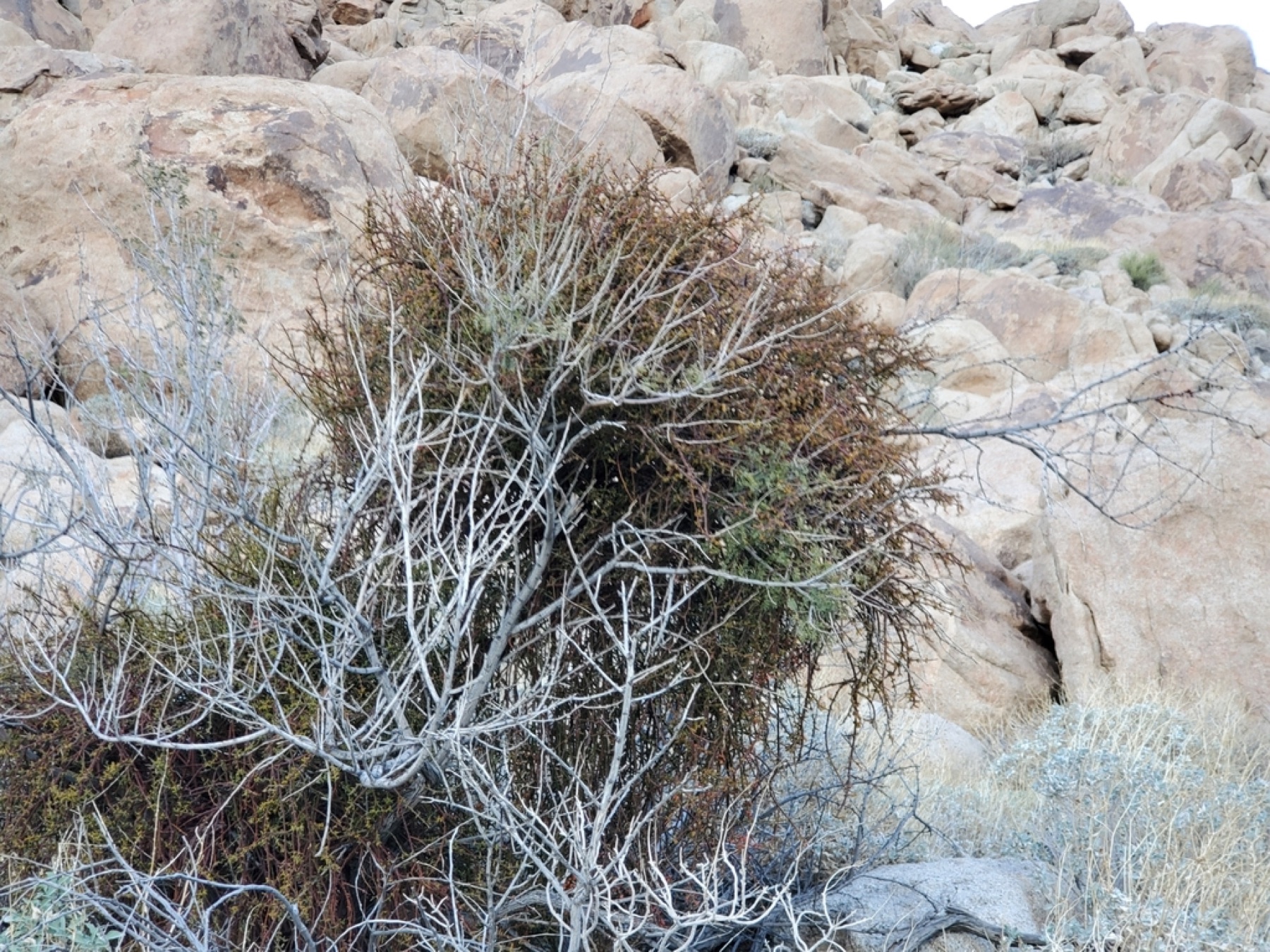 Catclaw Acacia — photo 12