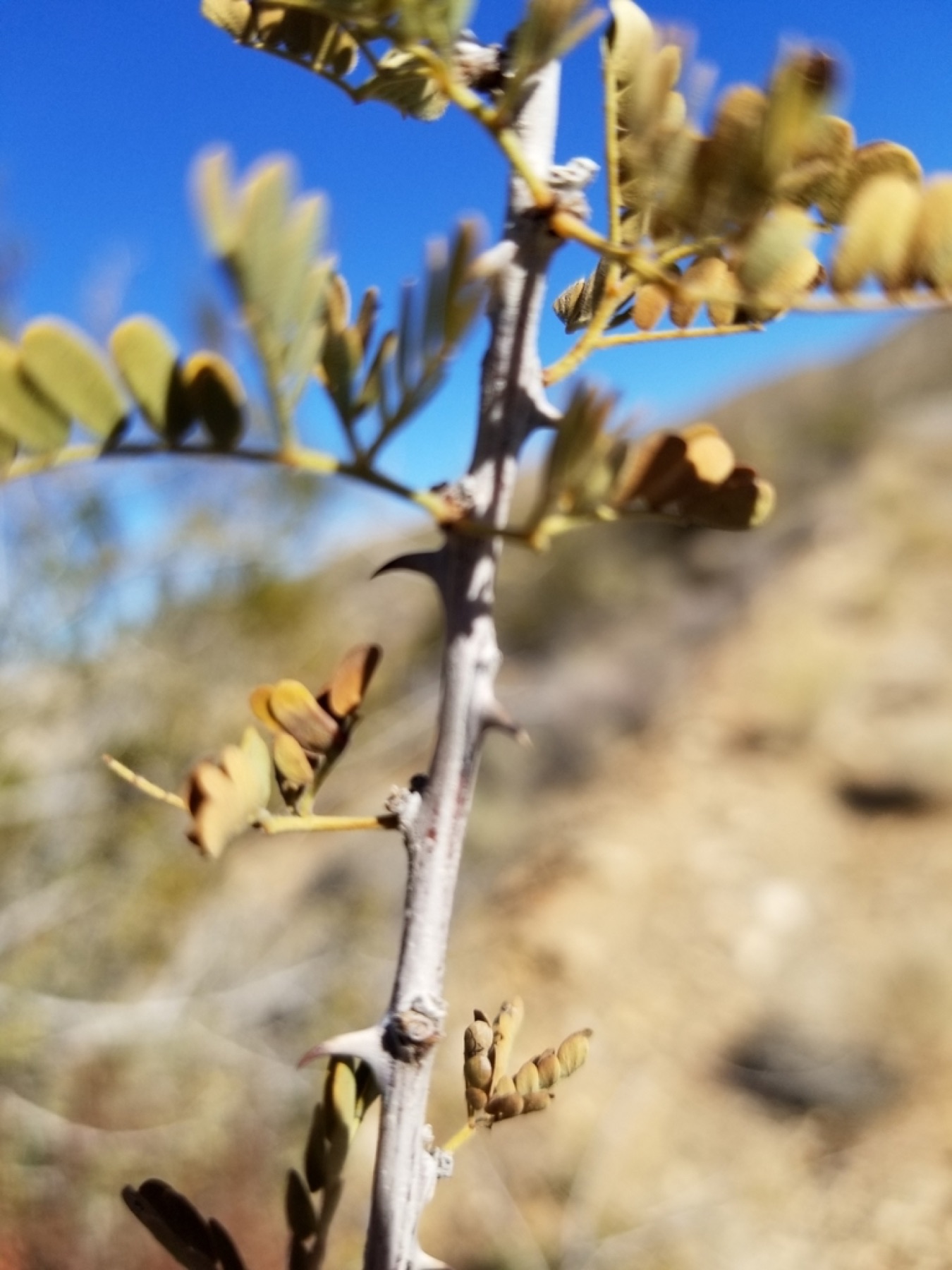 Catclaw Acacia — photo 13