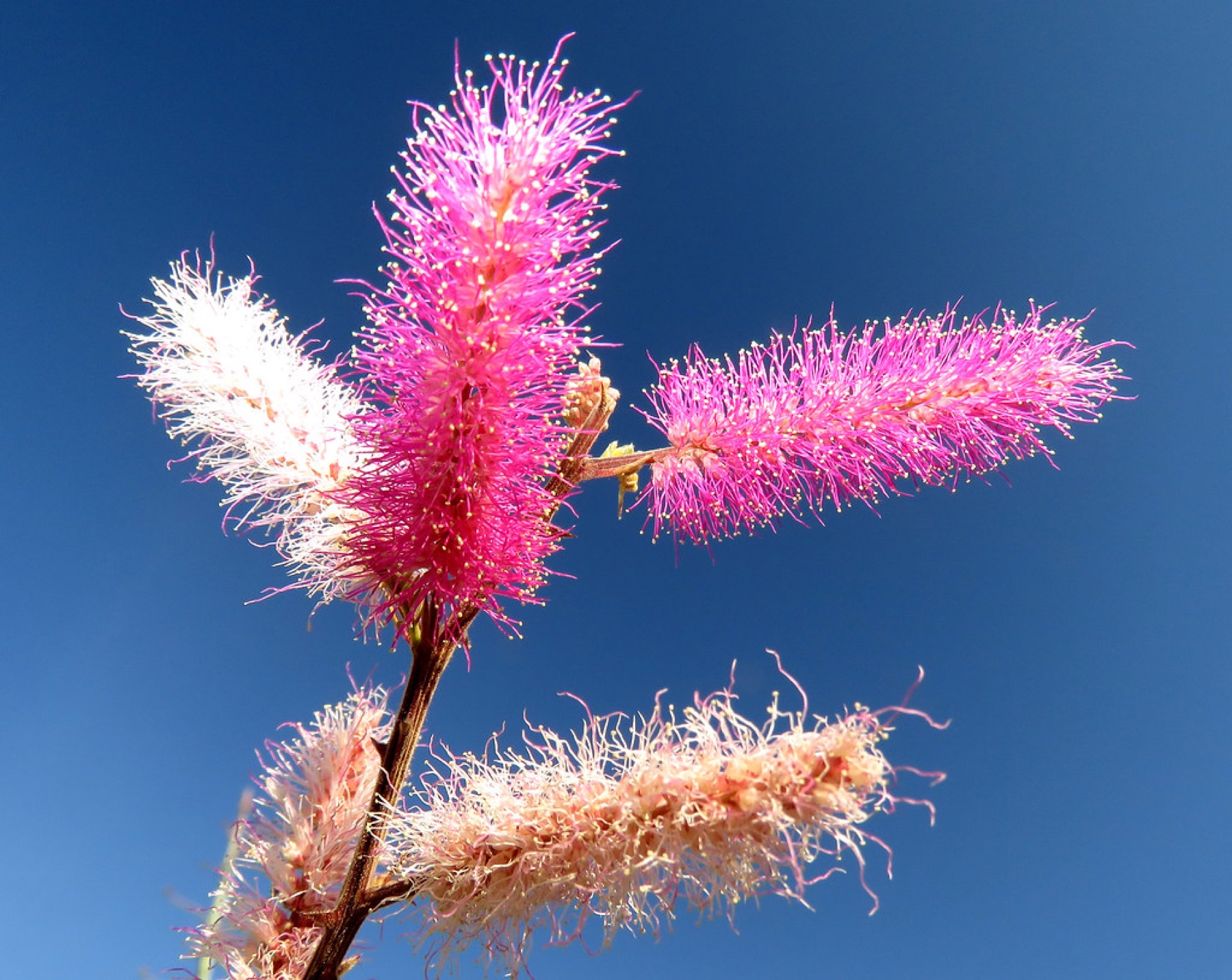 Catclaw Acacia — photo 14