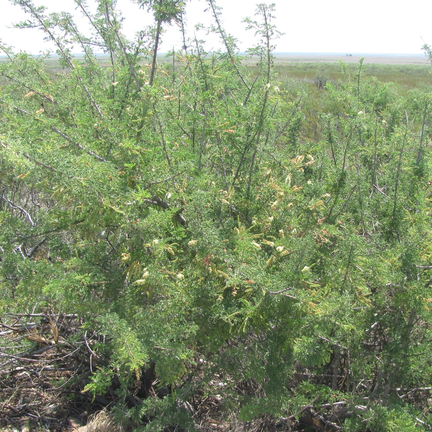 Catclaw Acacia — photo 15