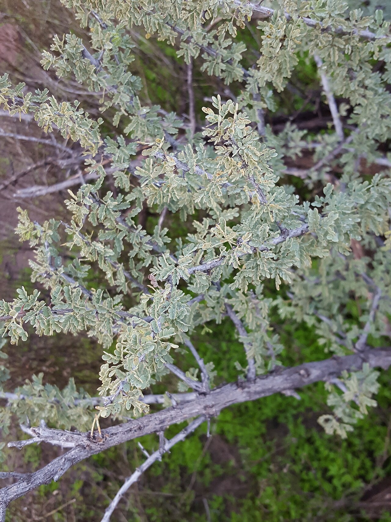 Catclaw Acacia — photo 21