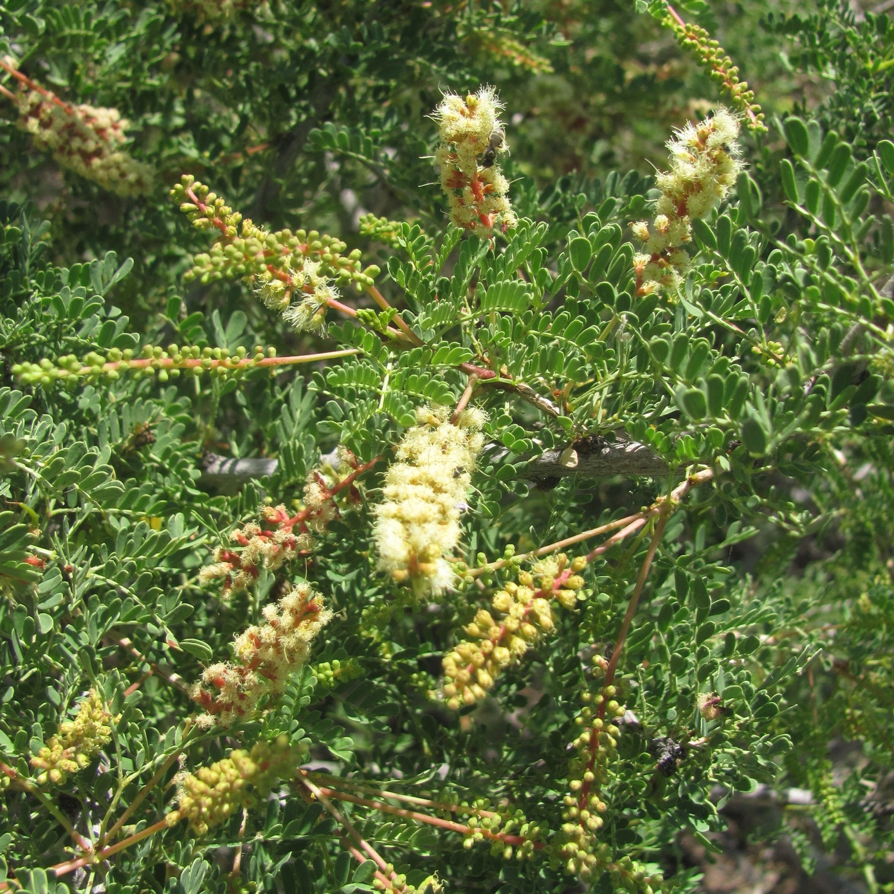 Catclaw Acacia — photo 16