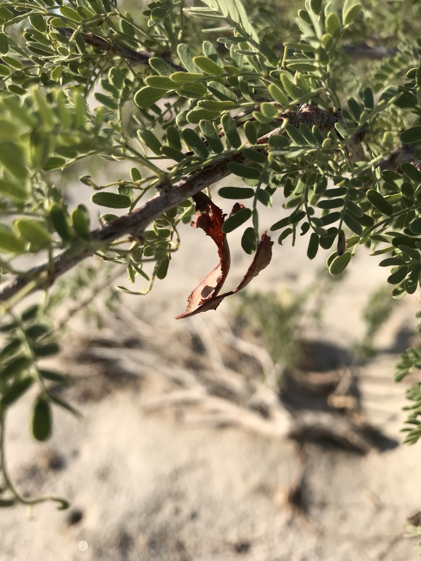 Catclaw Acacia — photo 17