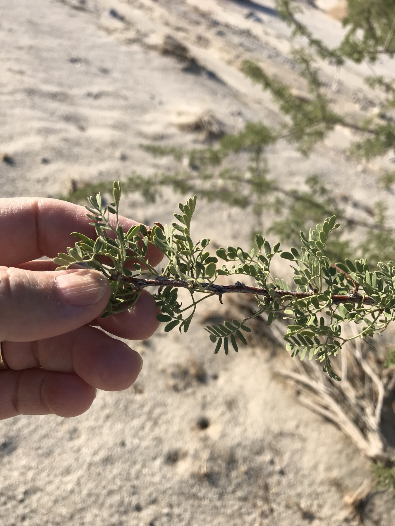 Catclaw Acacia — photo 18