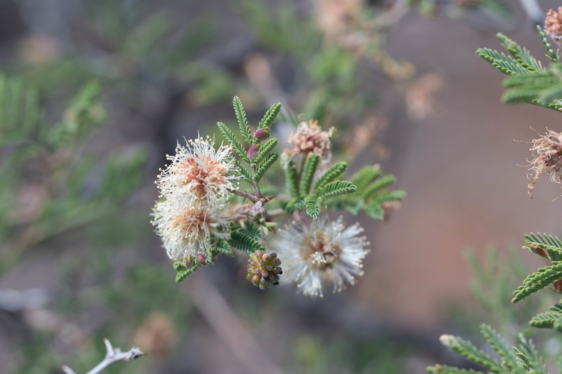 Catclaw Acacia — photo 19