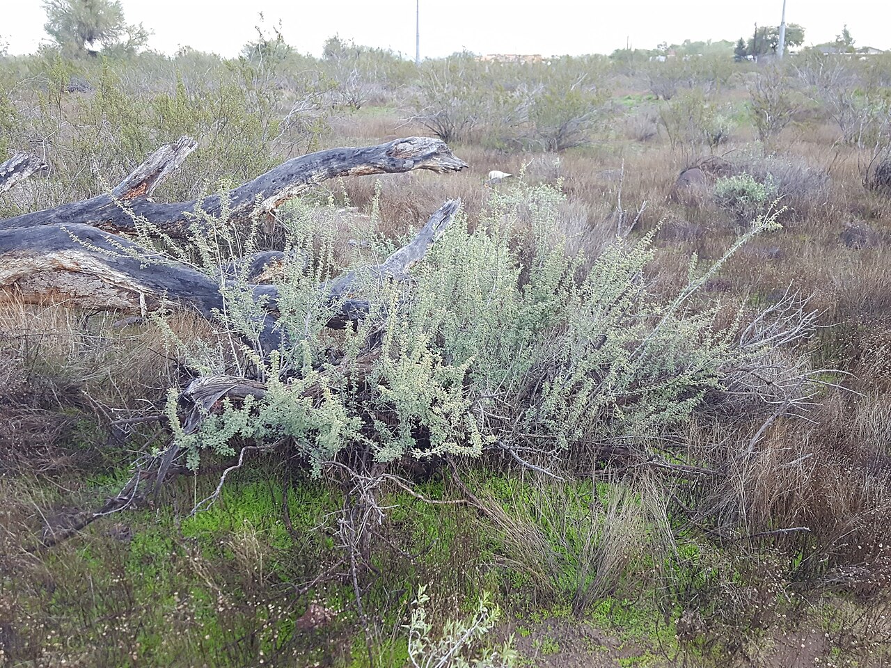 Catclaw Acacia — photo 22