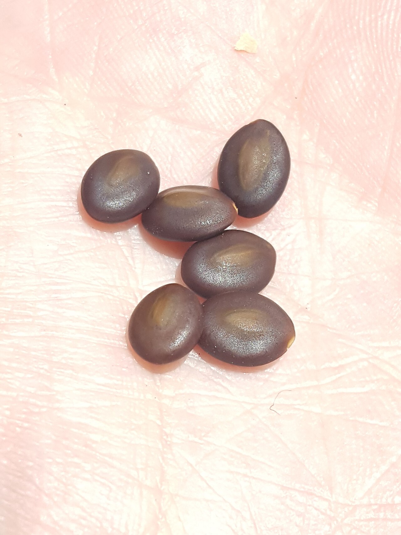 Catclaw Acacia — photo 23