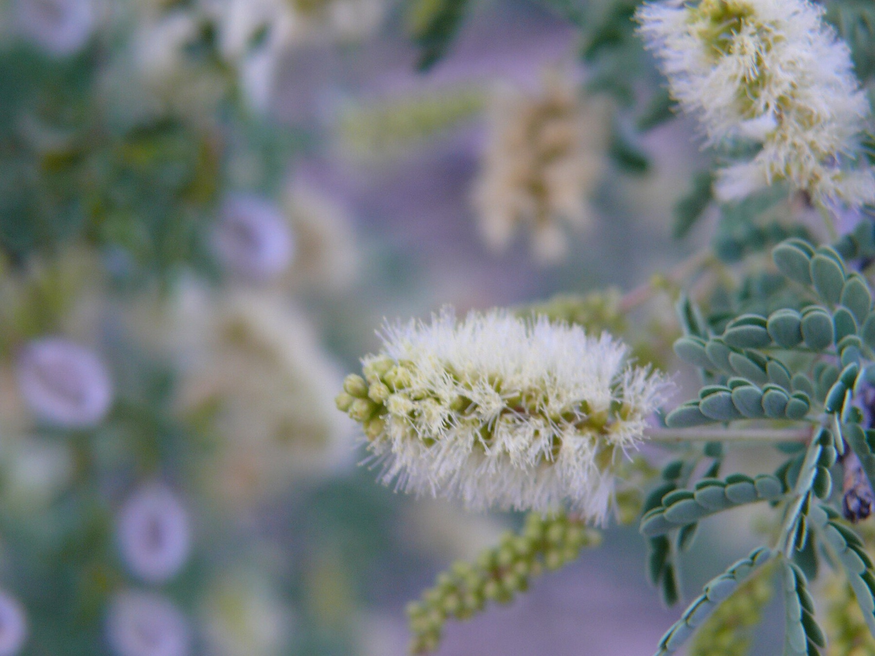 Catclaw Acacia