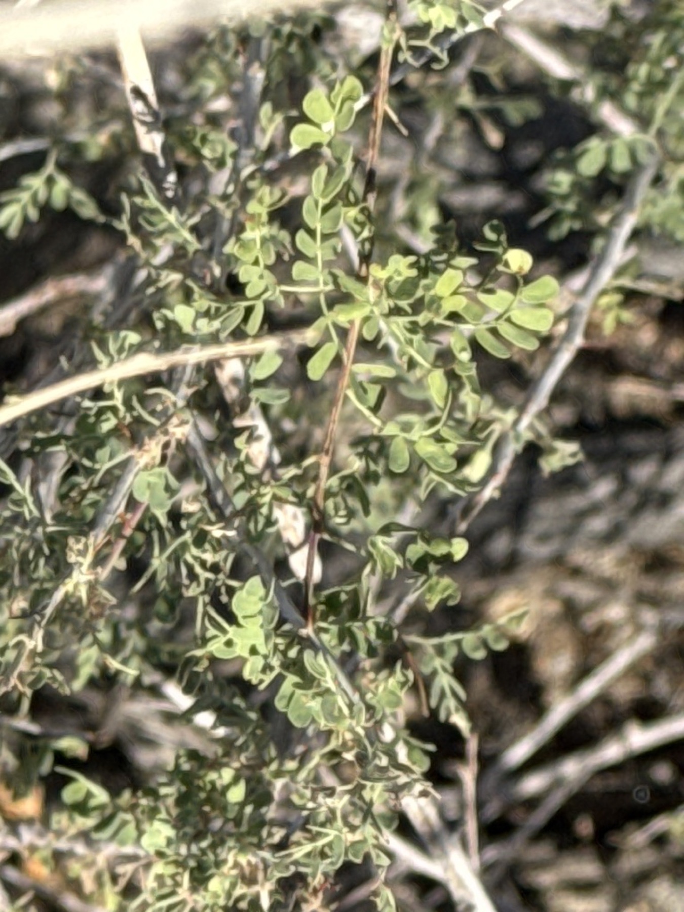 Thorns / prickles — e.g. Catclaw Acacia