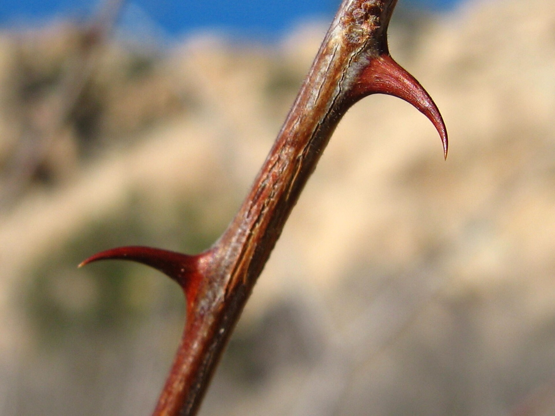 Catclaw Acacia — photo 3