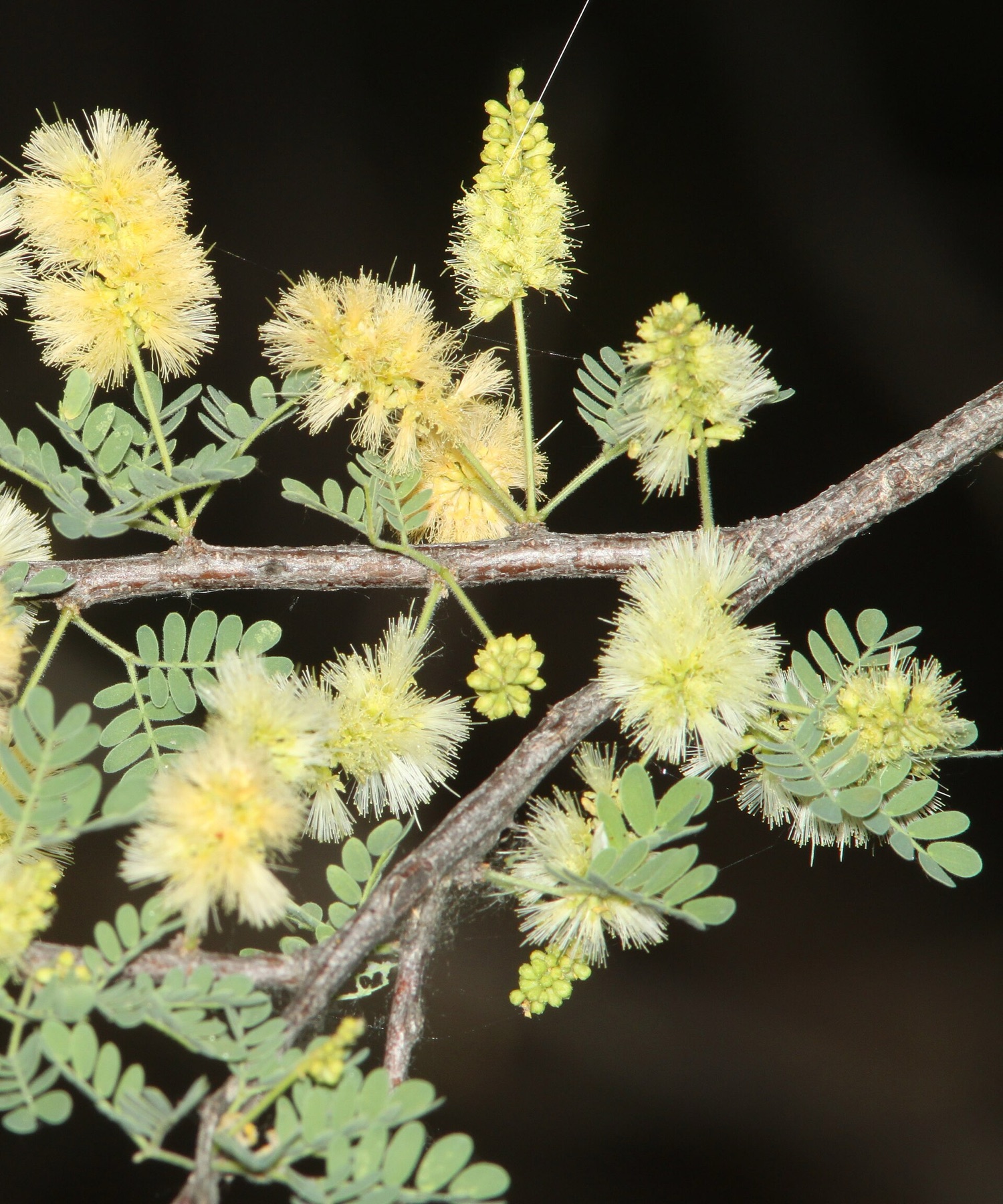 Catclaw Acacia — photo 4