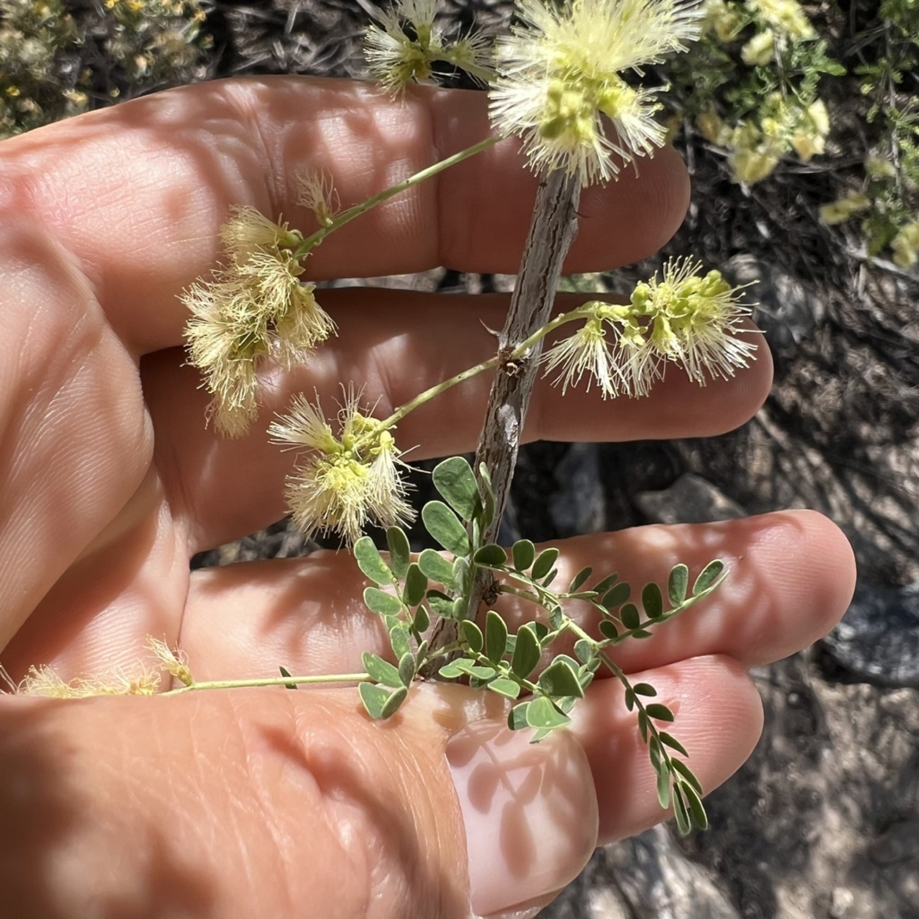 Catclaw Acacia — photo 5