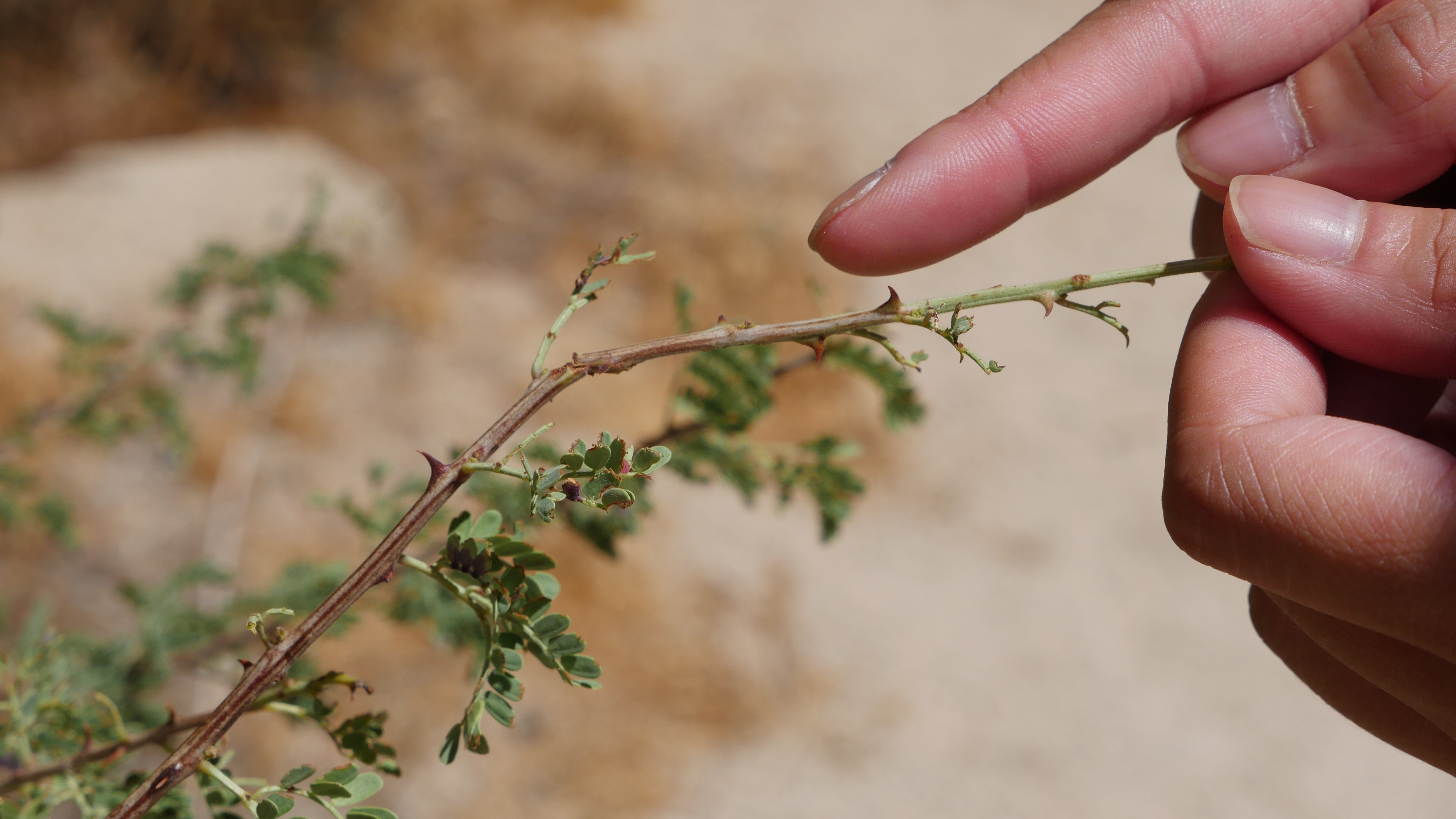 Catclaw Acacia — photo 20