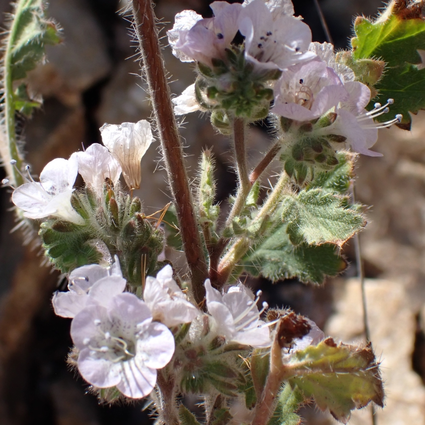 Caterpillar Scorpionweed — photo 6