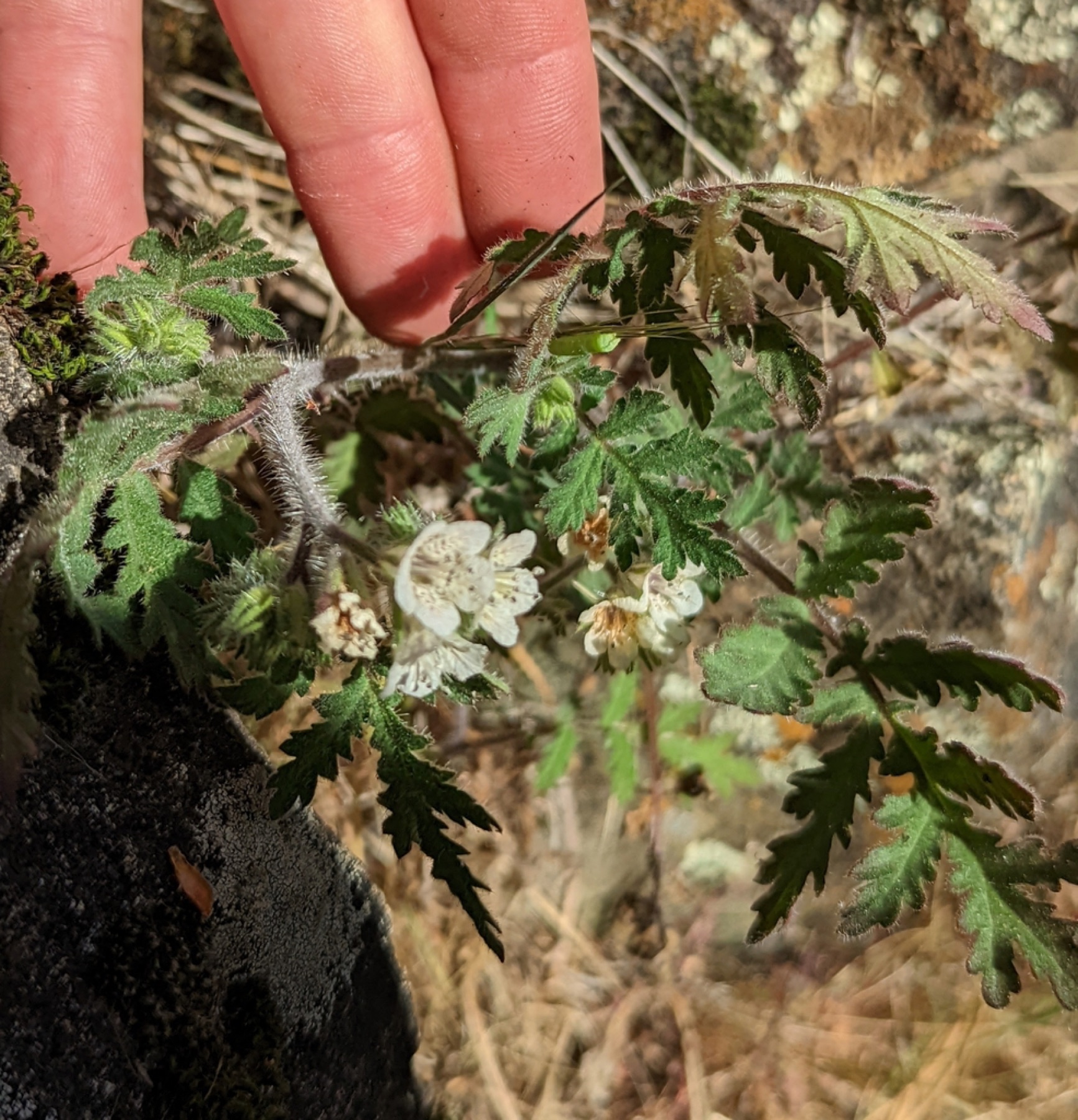 Caterpillar Scorpionweed — photo 7