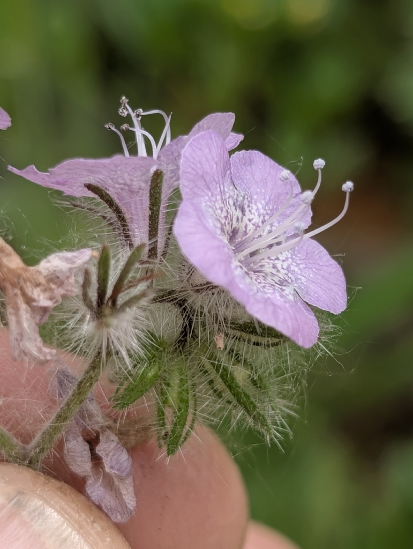Caterpillar Scorpionweed — photo 8