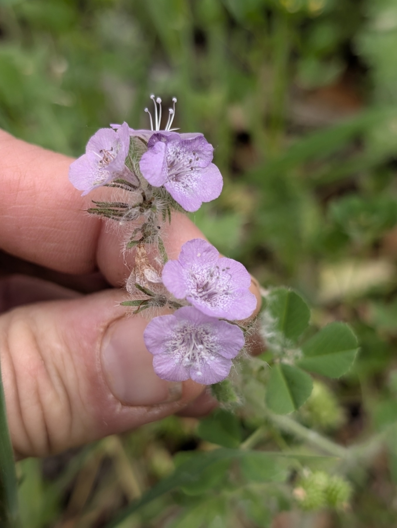Caterpillar Scorpionweed — photo 9