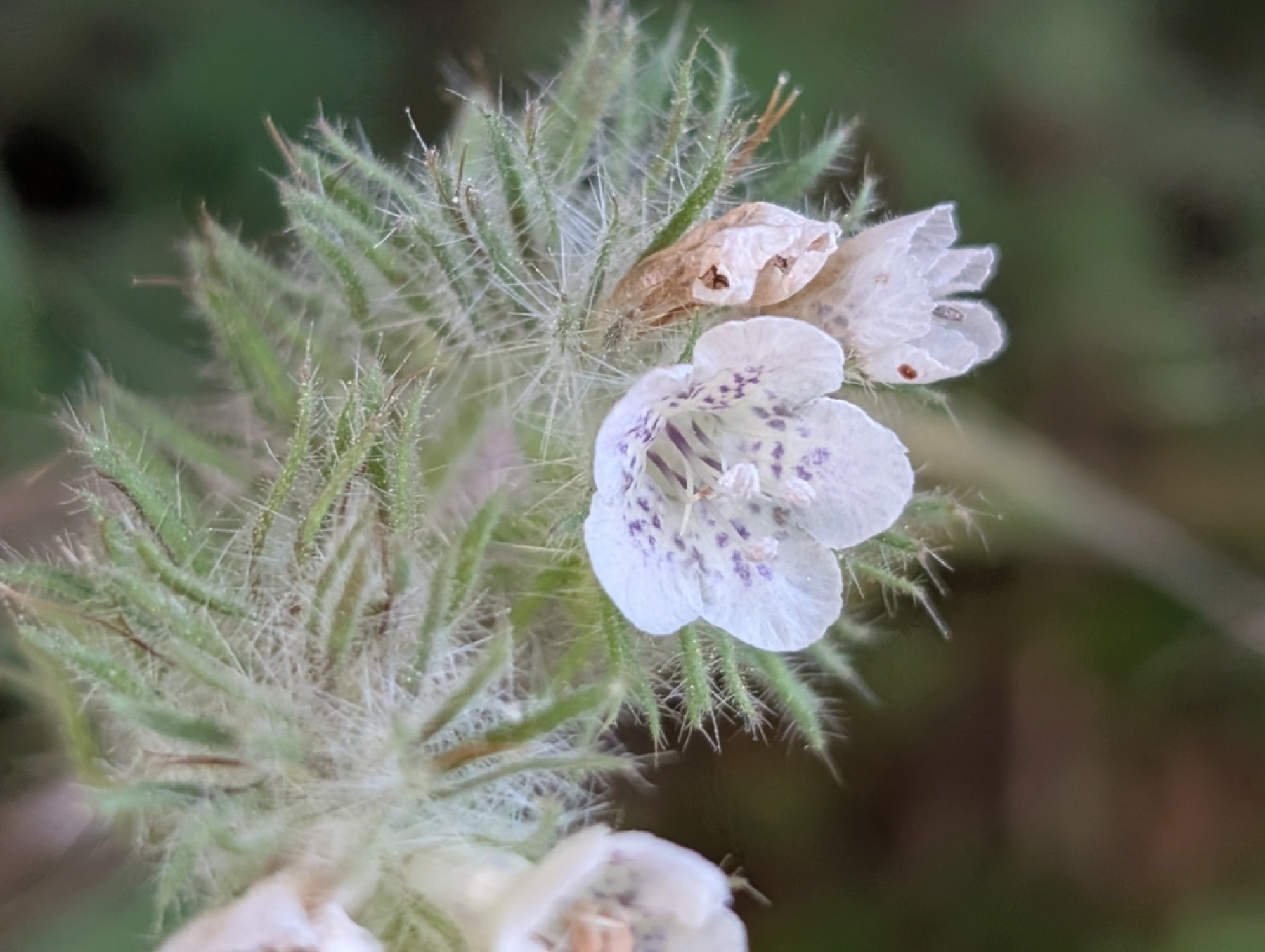 Caterpillar Scorpionweed — photo 10