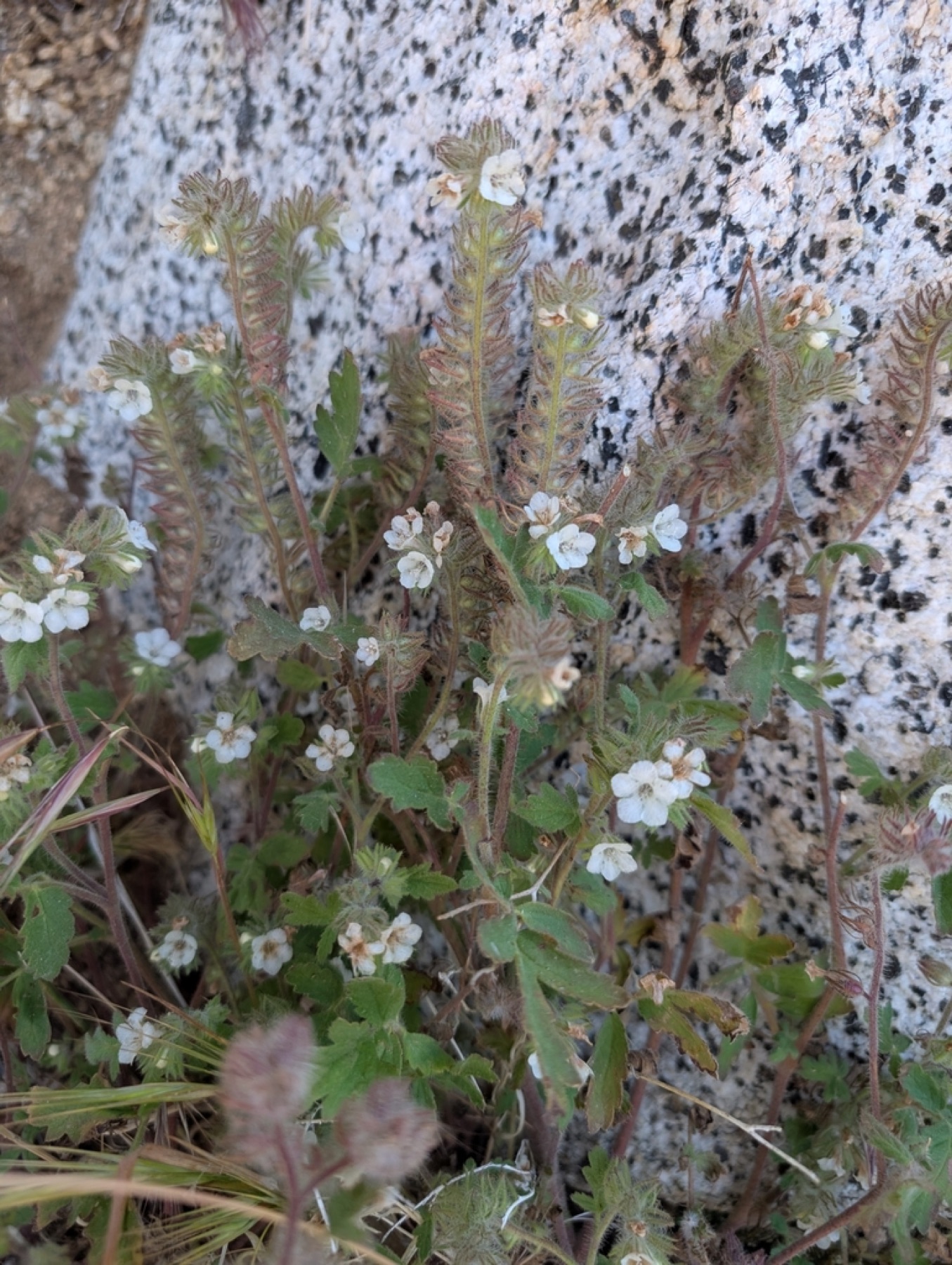 Caterpillar Scorpionweed — photo 11