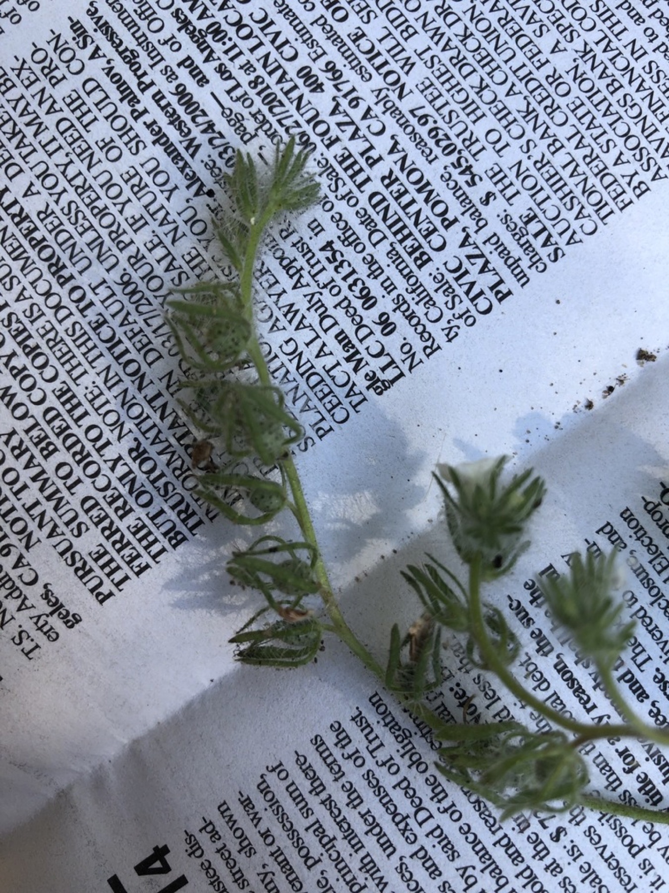Caterpillar Scorpionweed — photo 12