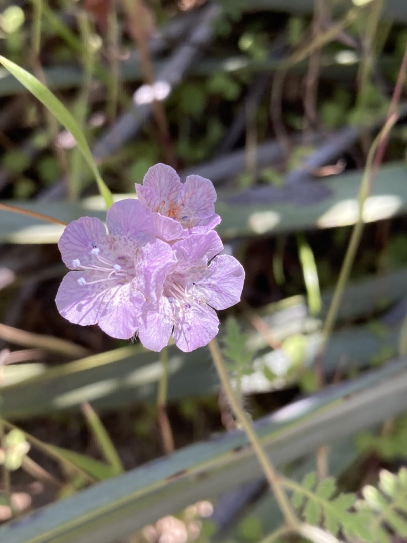 Caterpillar Scorpionweed — photo 13