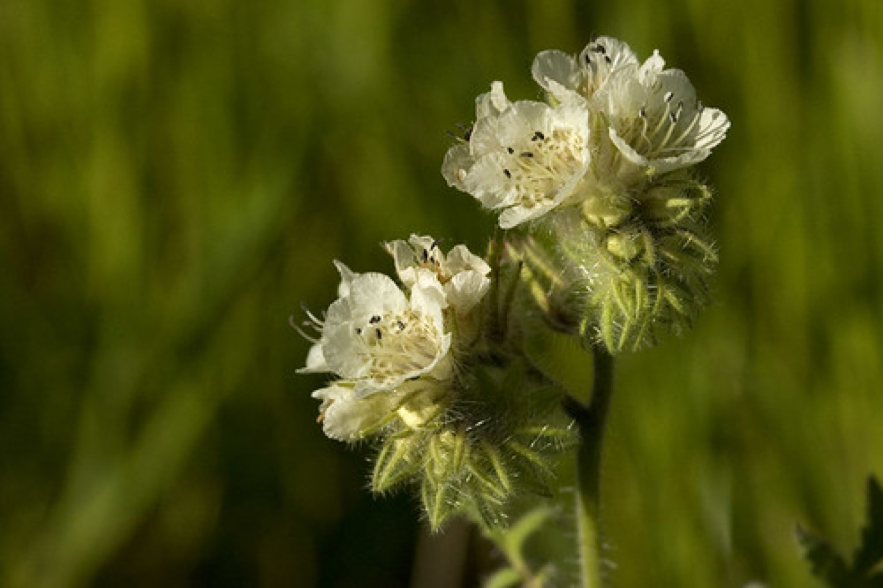 Caterpillar Scorpionweed — photo 14