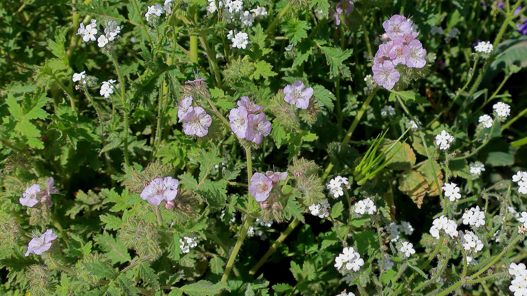 Caterpillar Scorpionweed — photo 15