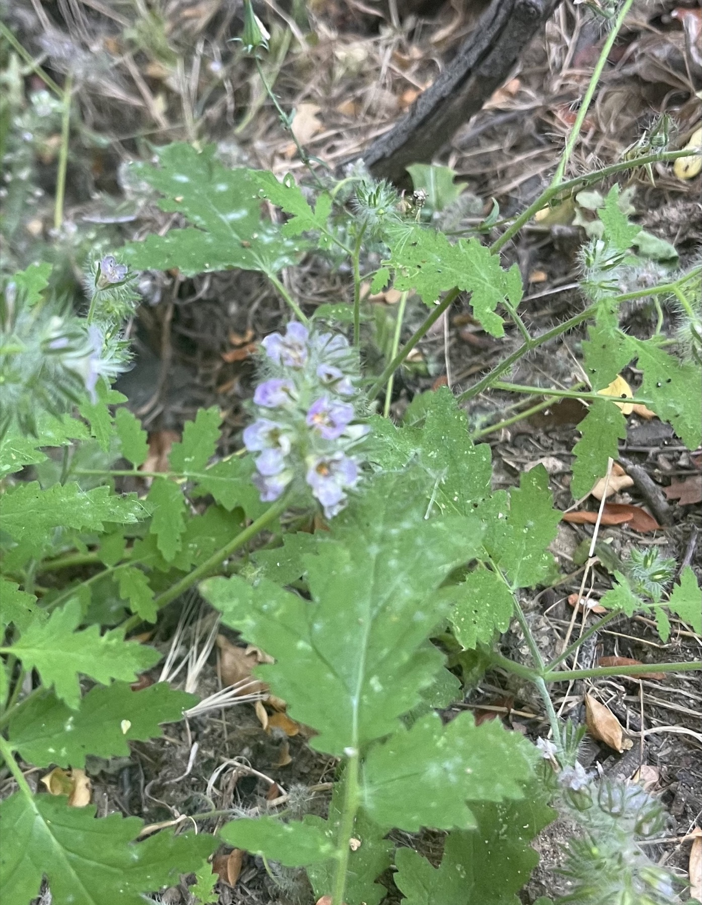 Caterpillar Scorpionweed — photo 16