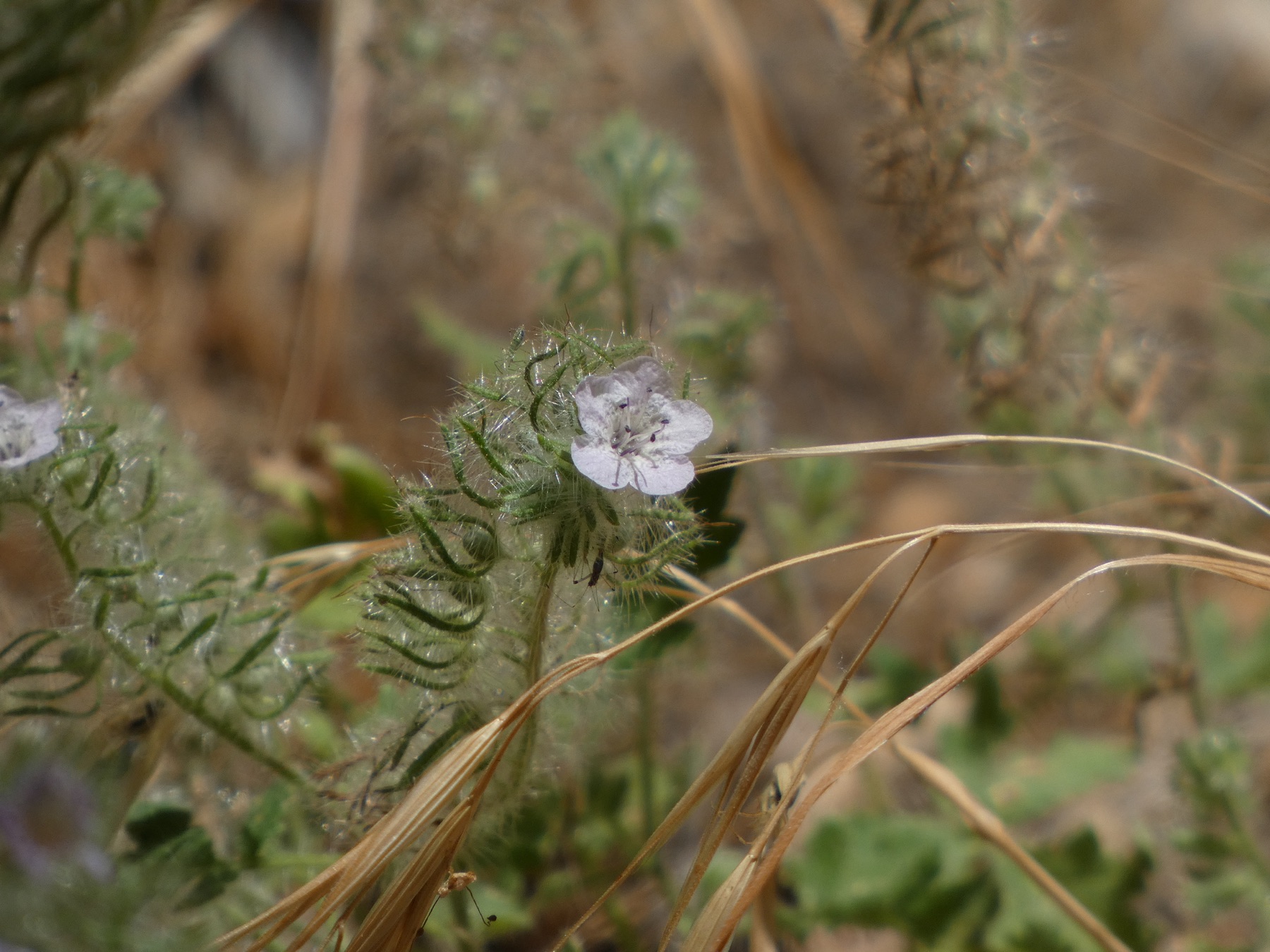 Caterpillar Scorpionweed — photo 17