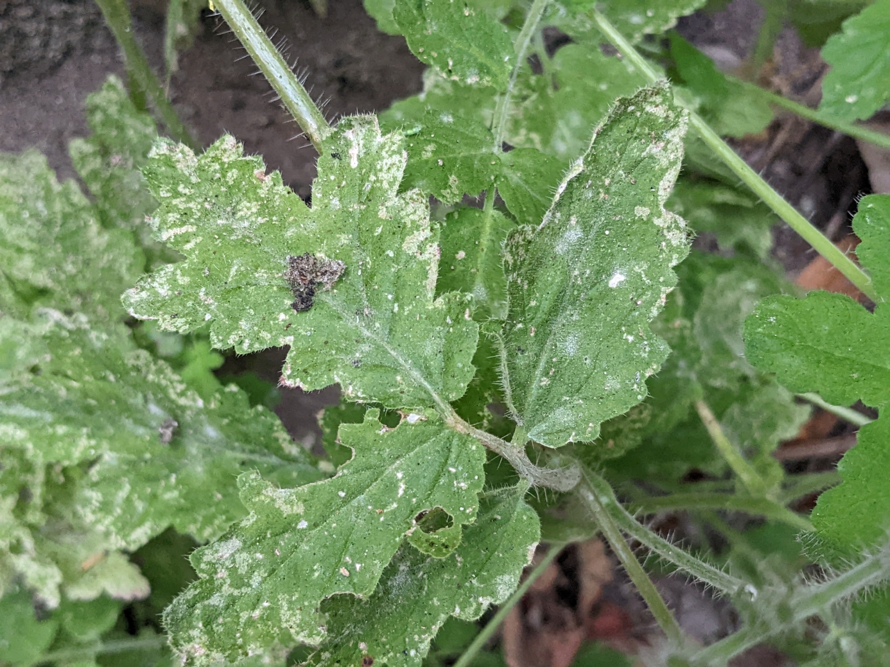 Caterpillar Scorpionweed — photo 18