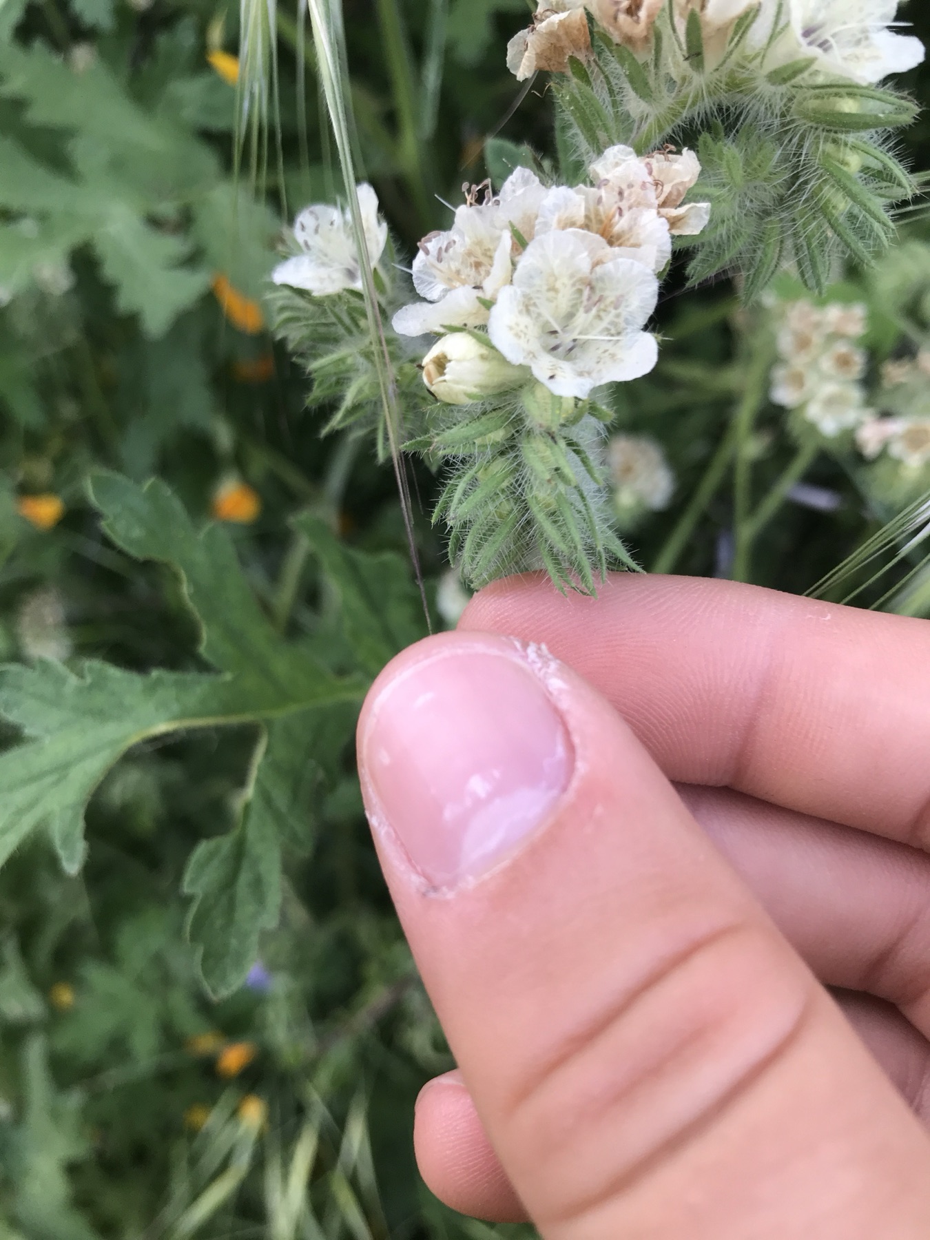 Caterpillar Scorpionweed — photo 19