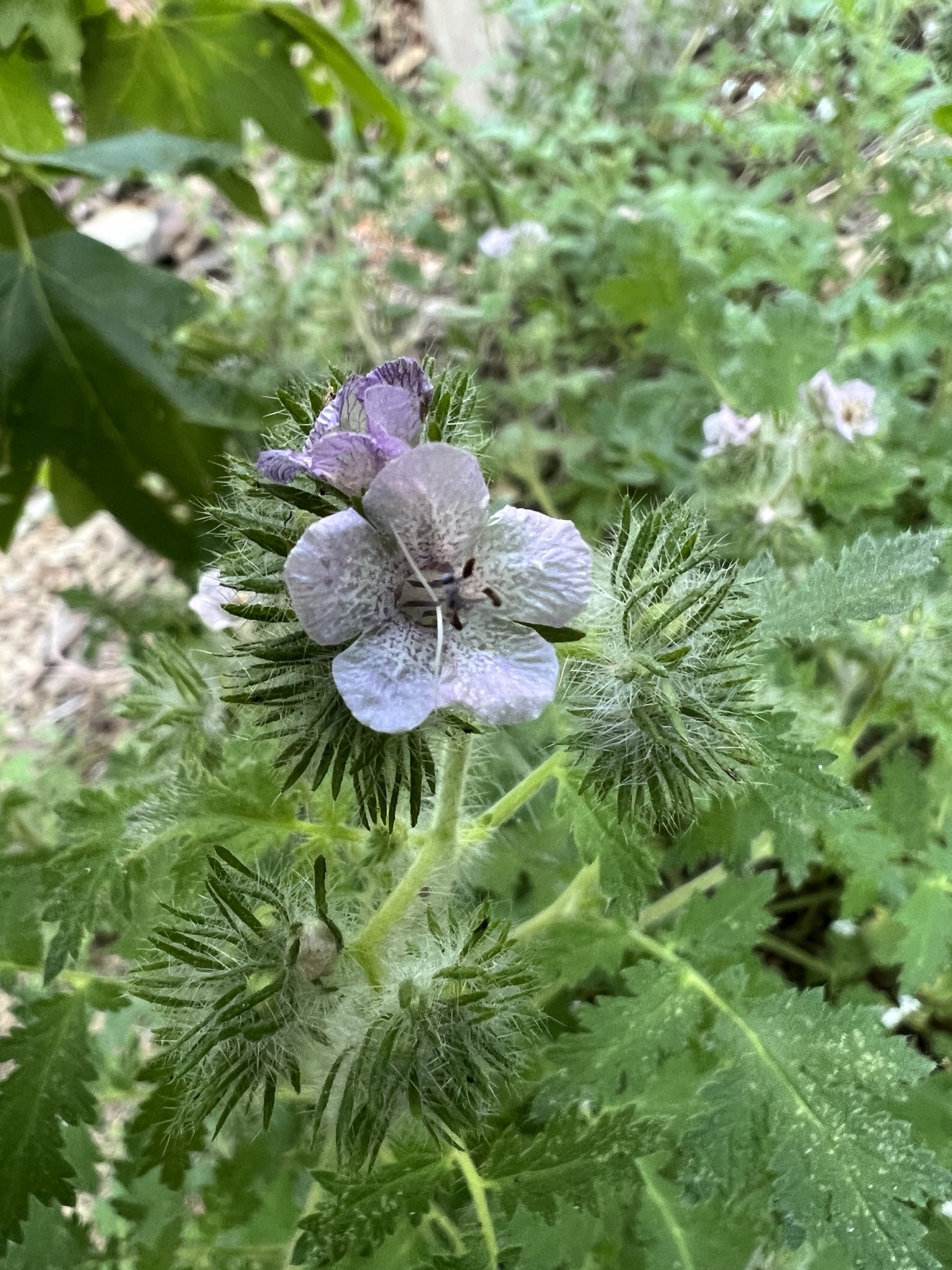 Caterpillar Scorpionweed — photo 20